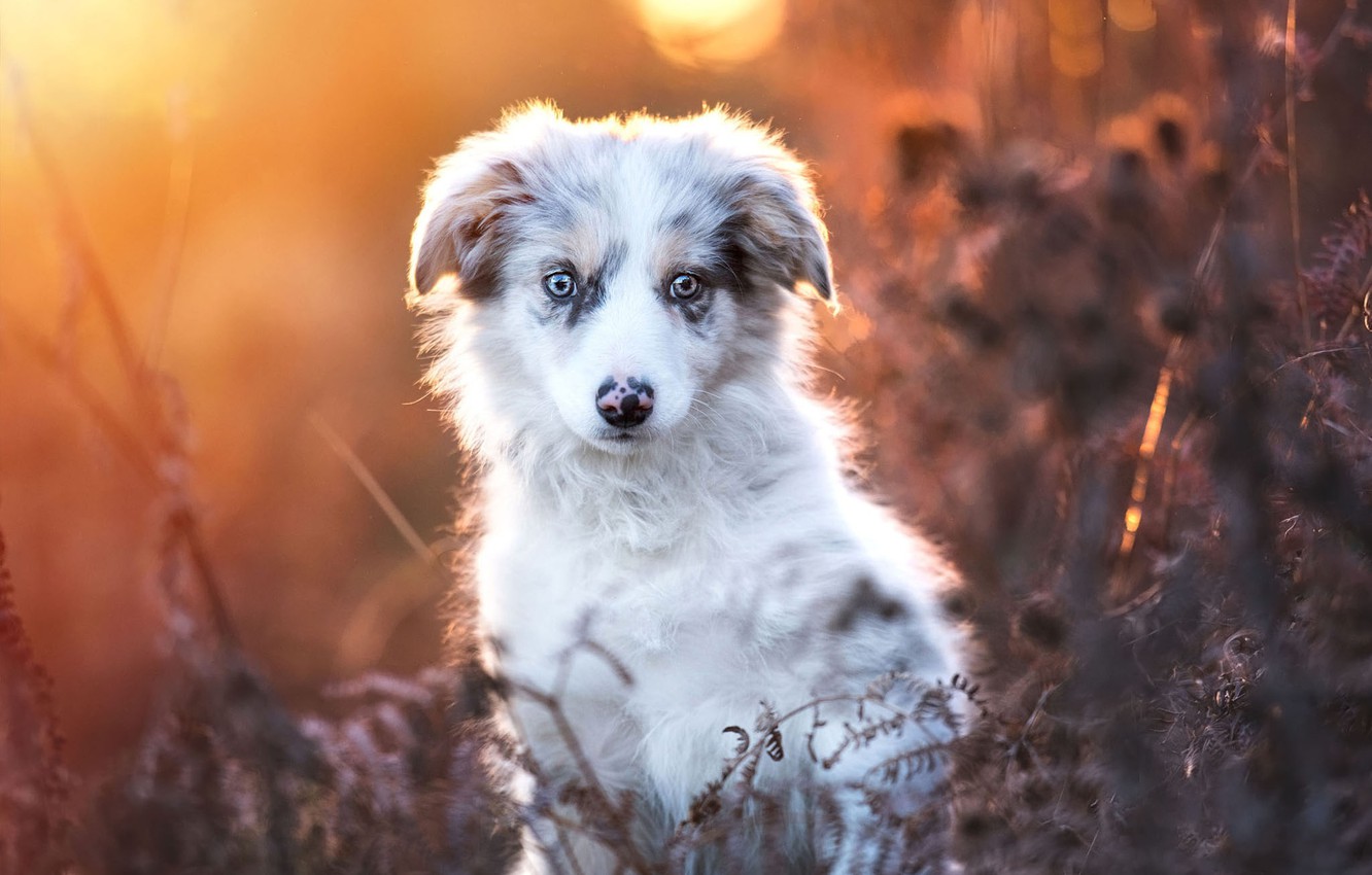 Free Australian Shepherd Puppies Wallpapers