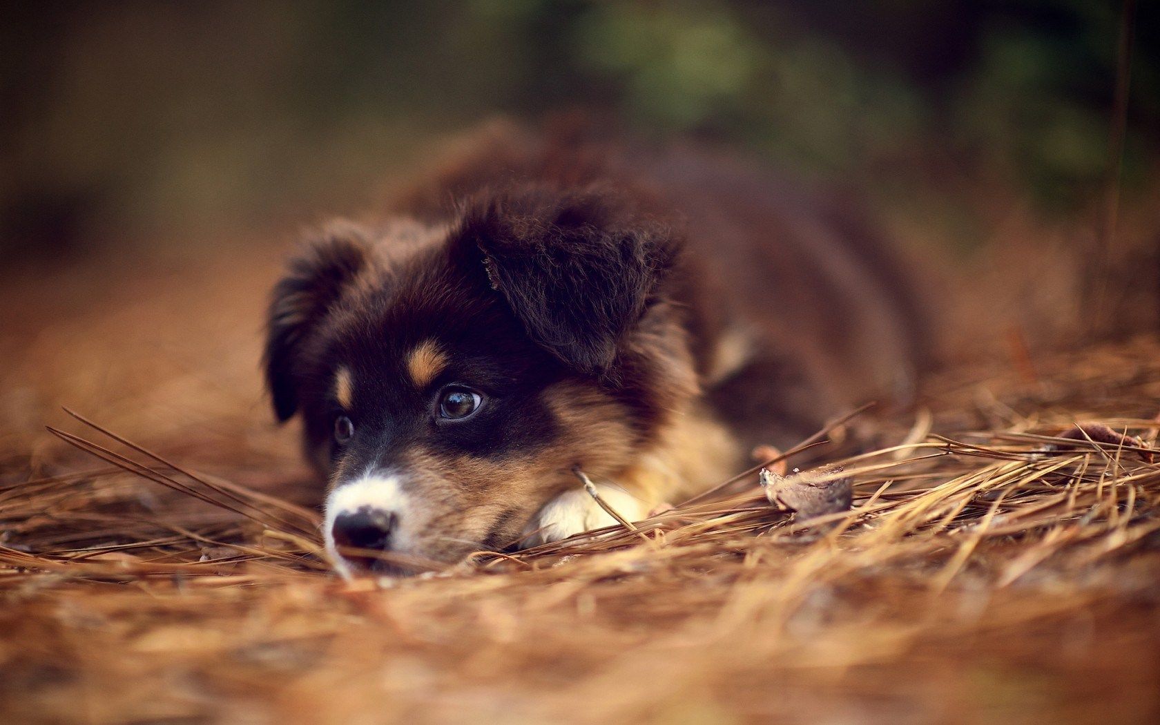 Free Australian Shepherd Puppies Wallpapers