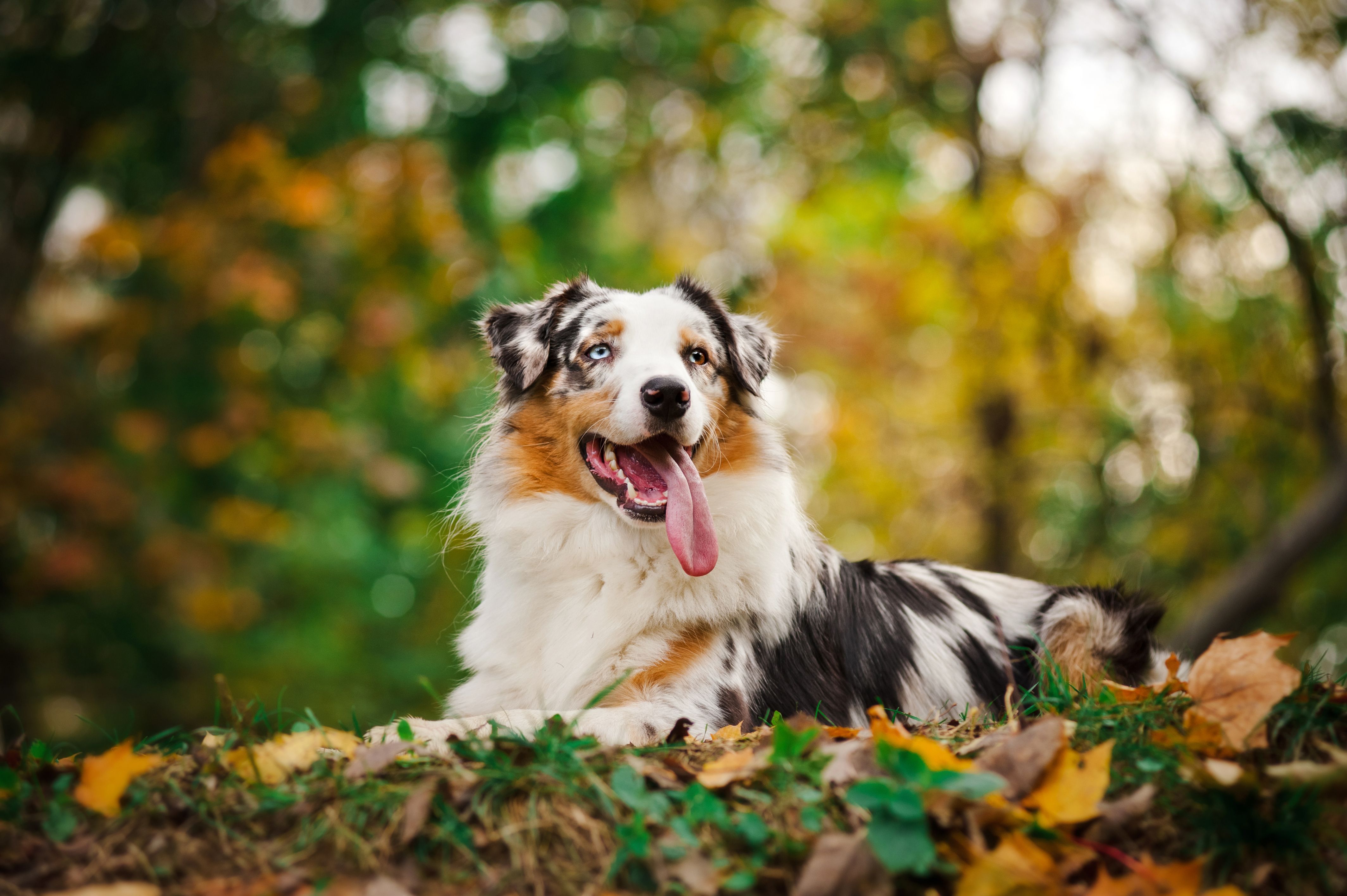 Free Australian Shepherd Puppies Wallpapers