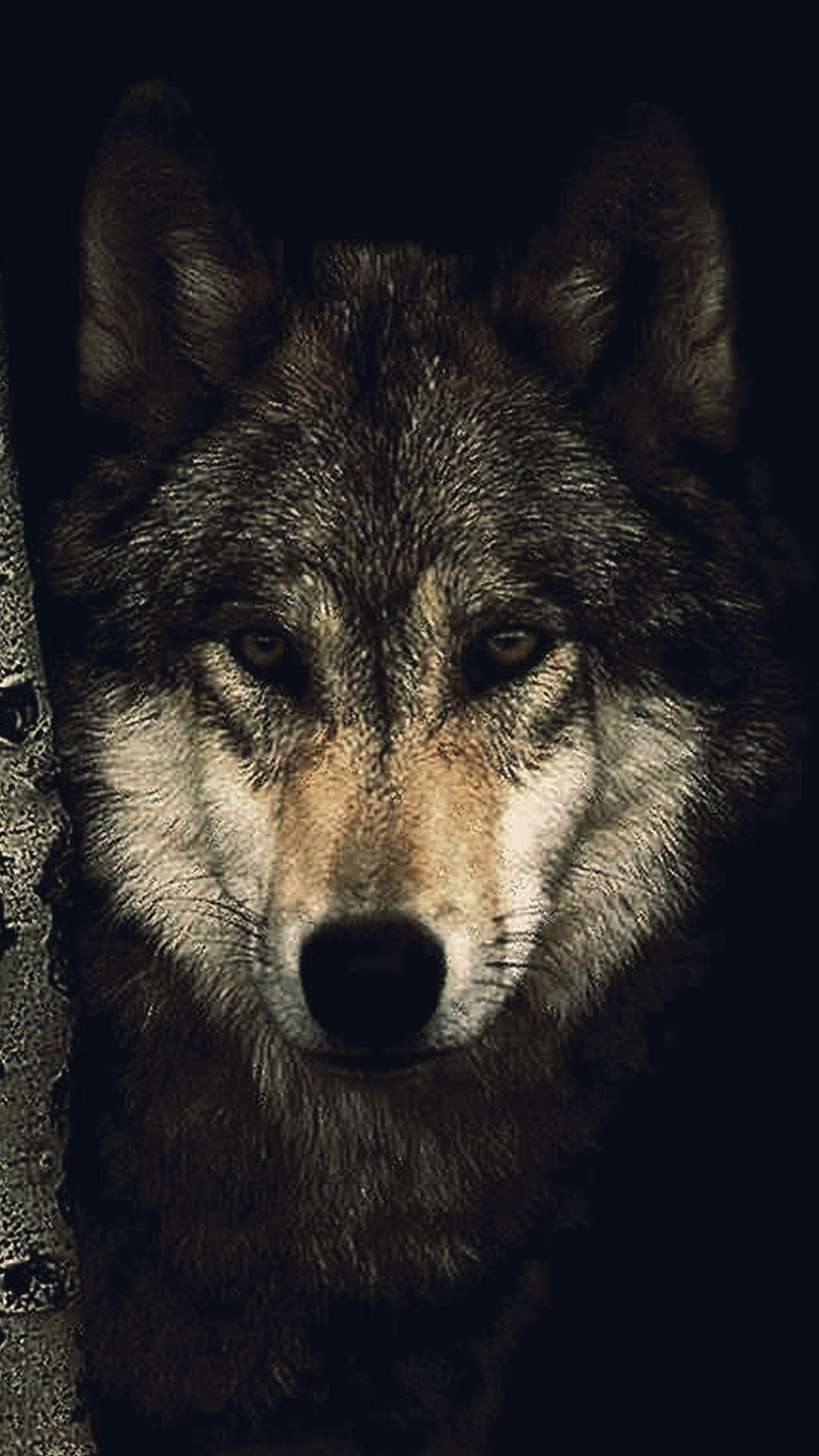 Free Wolf For Android Wallpapers