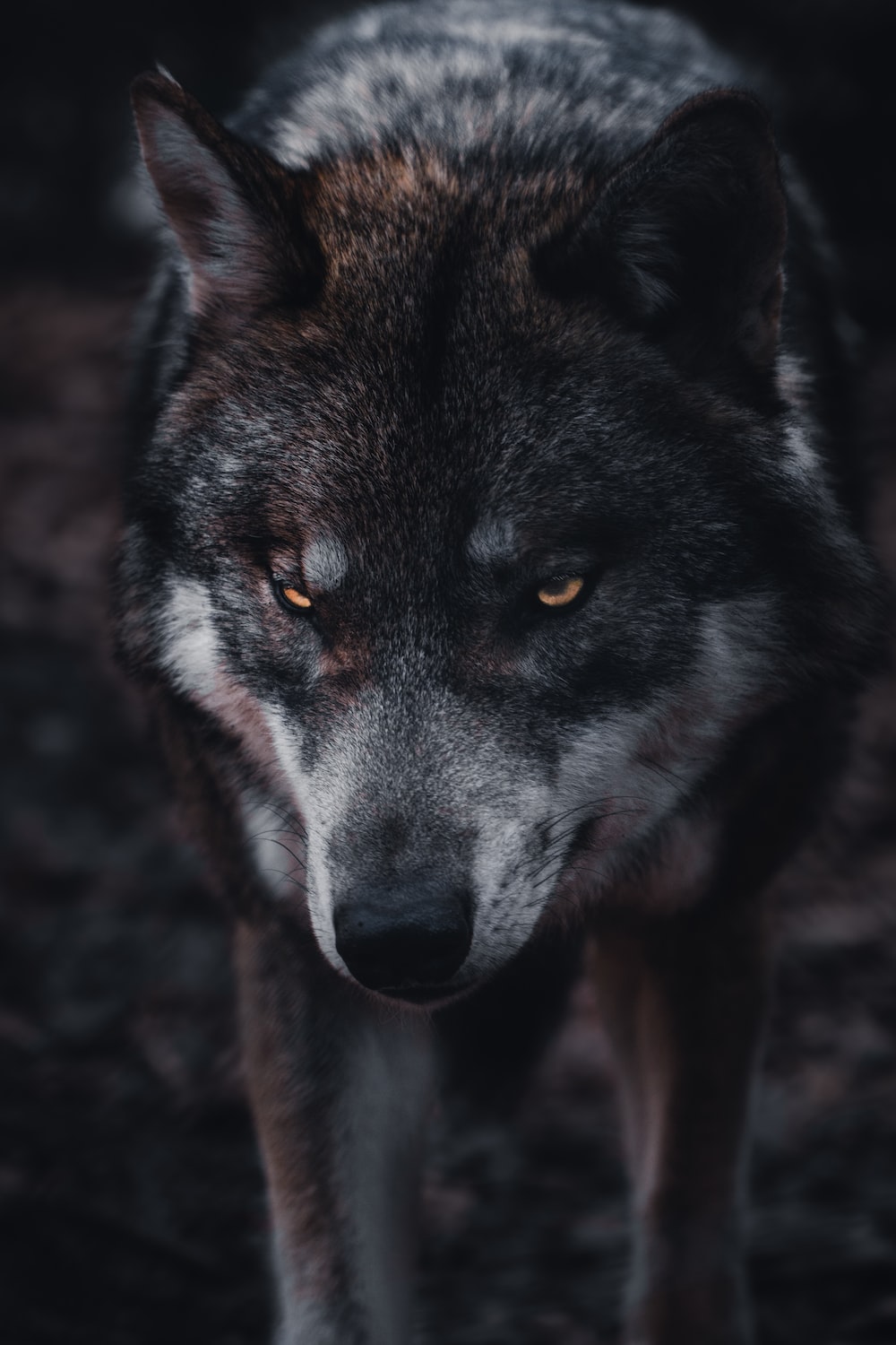 Free Wolf For Android Wallpapers