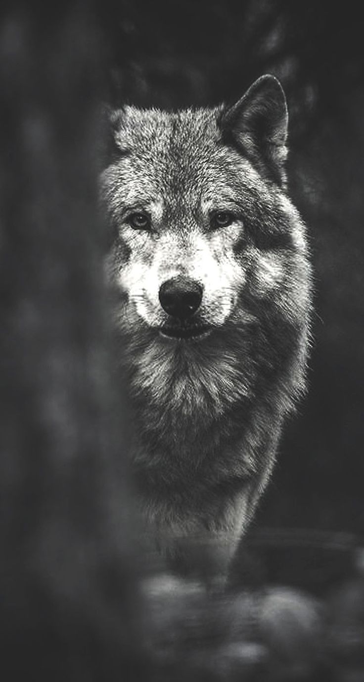 Free Wolf For Android Wallpapers