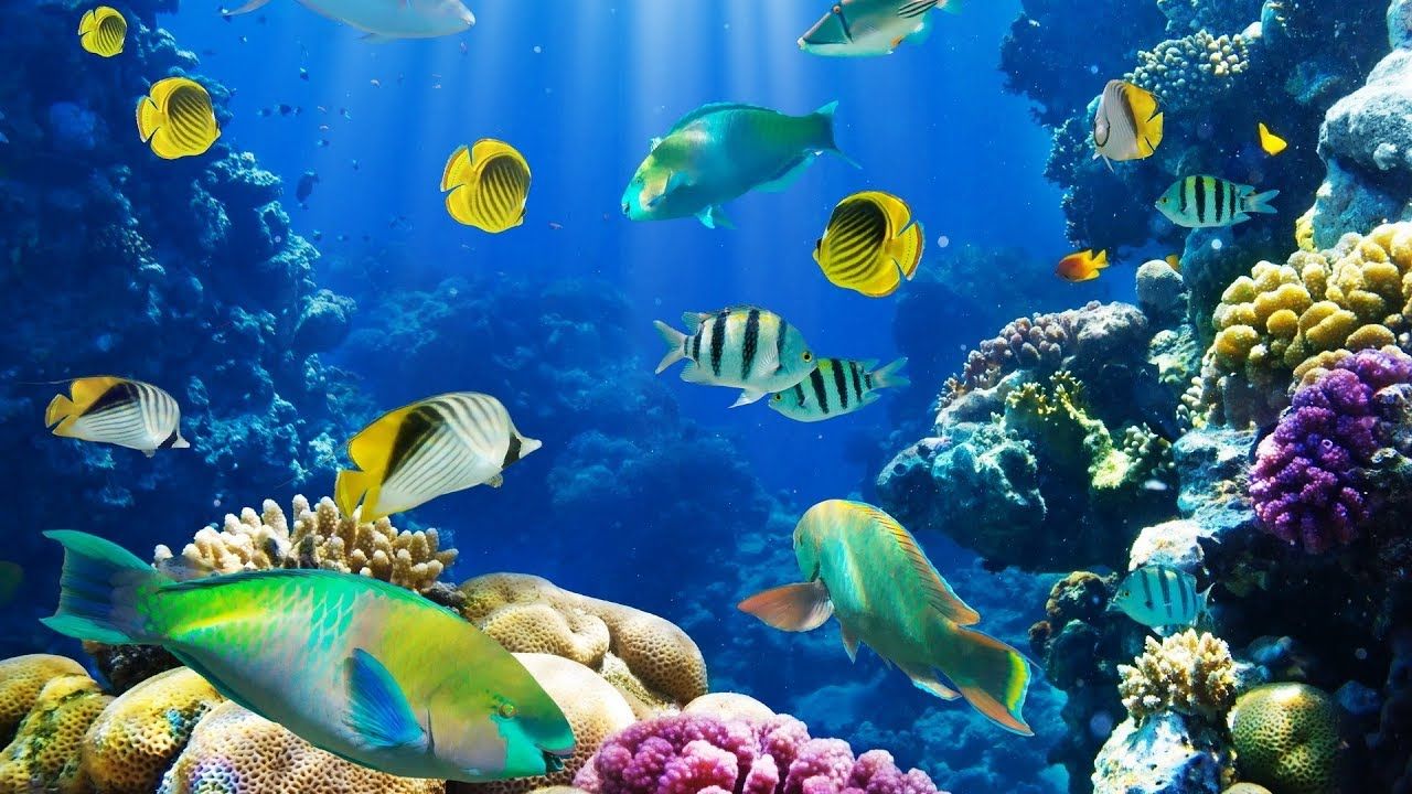 Freshwater Fish Wallpapers