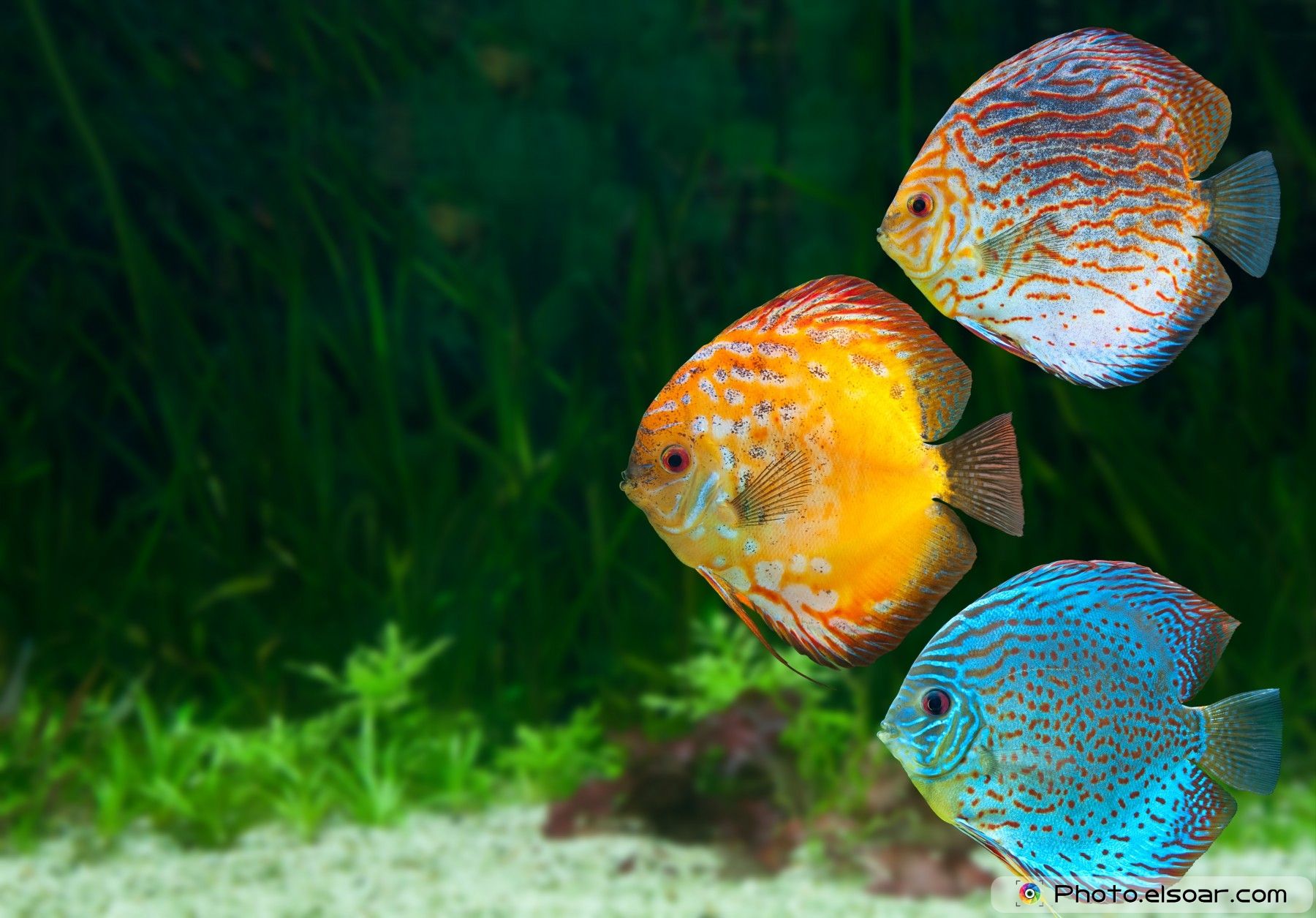 Freshwater Fish Wallpapers