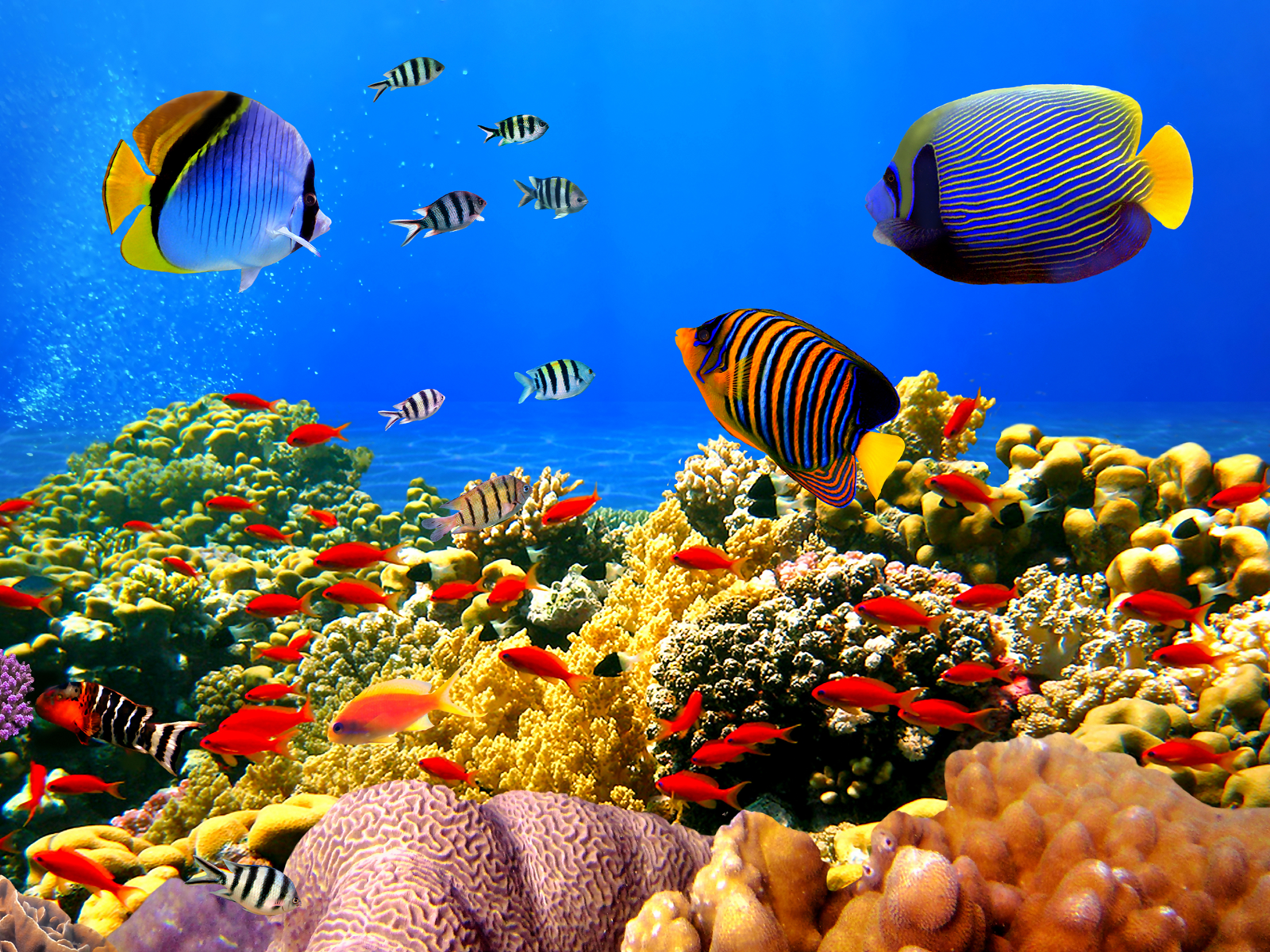 Freshwater Fish Wallpapers