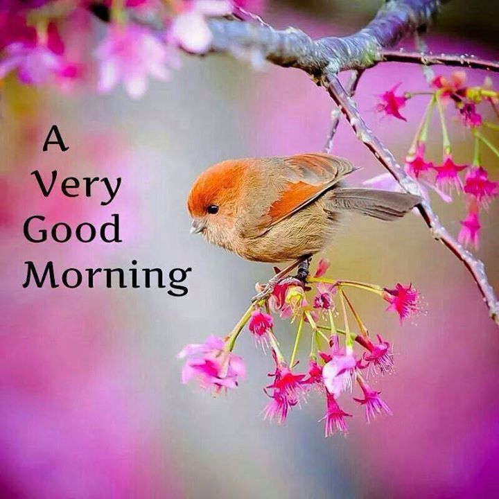 Friend Good Morning Images Wallpapers