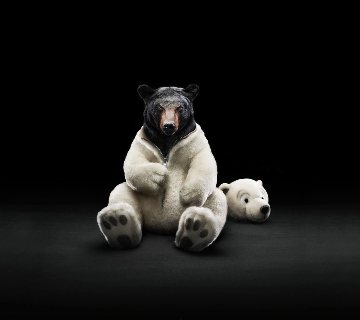 Funny Bear Wallpapers