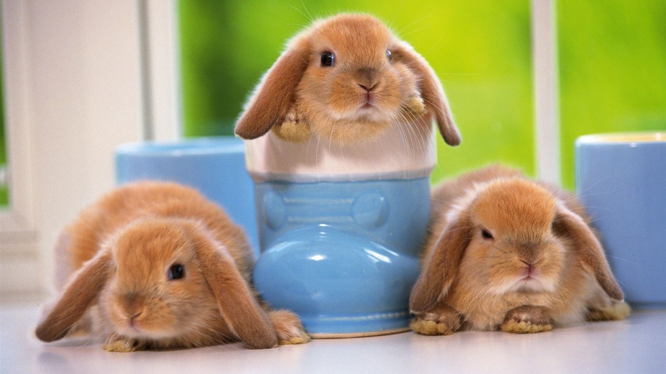 Funny Bunny Pics Wallpapers