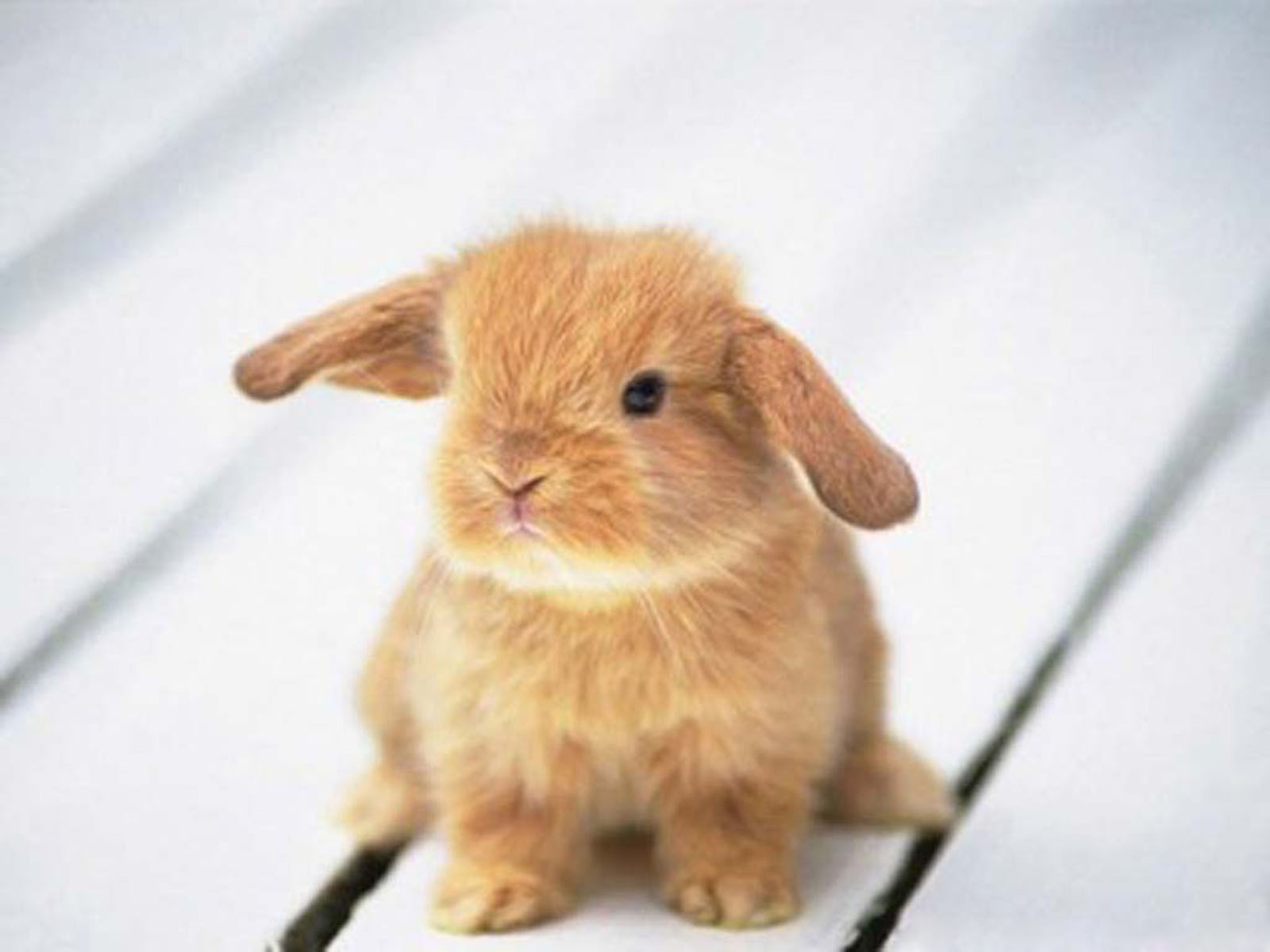 Funny Bunny Pics Wallpapers