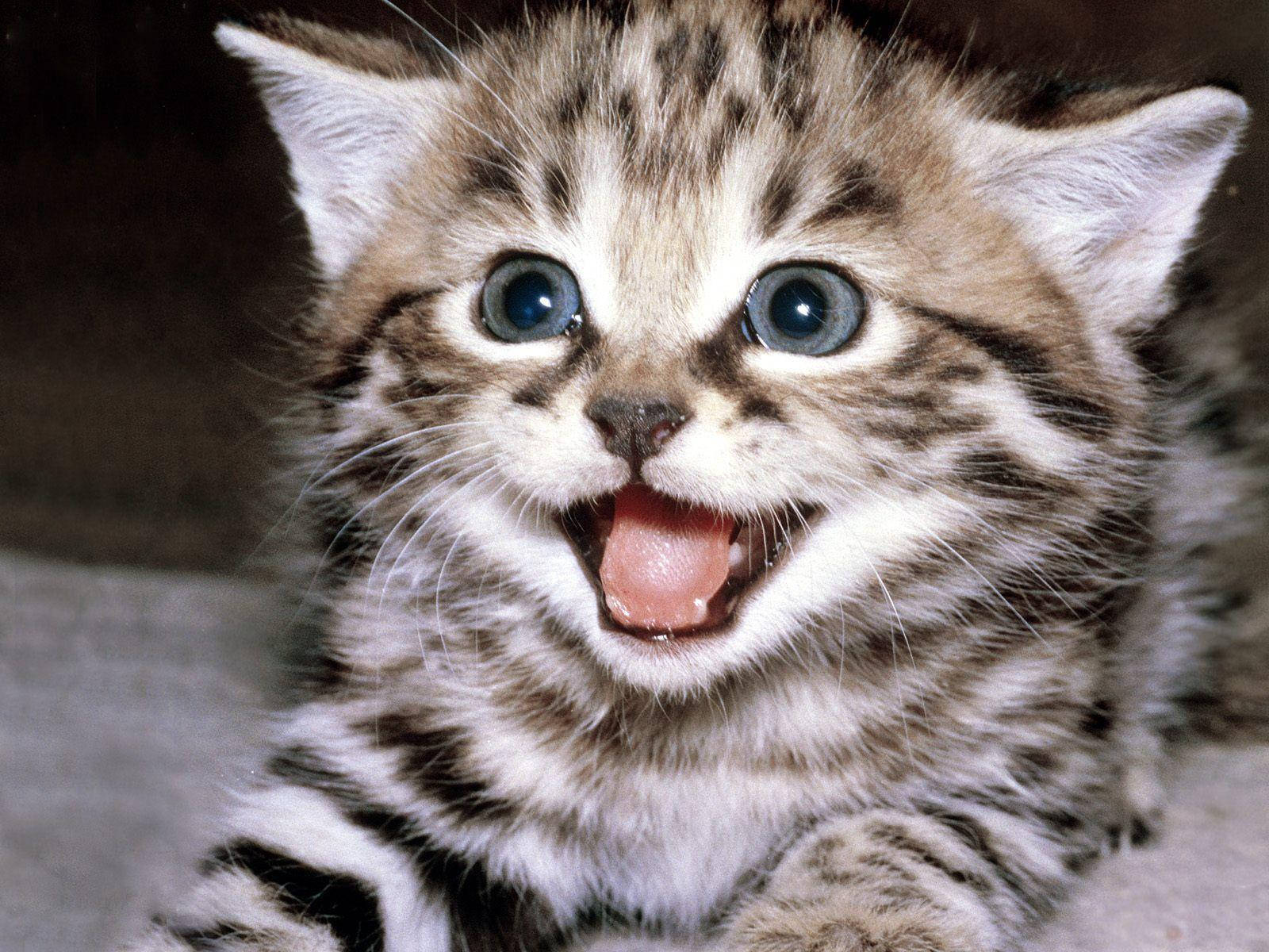 Funny Cat Wallpapers