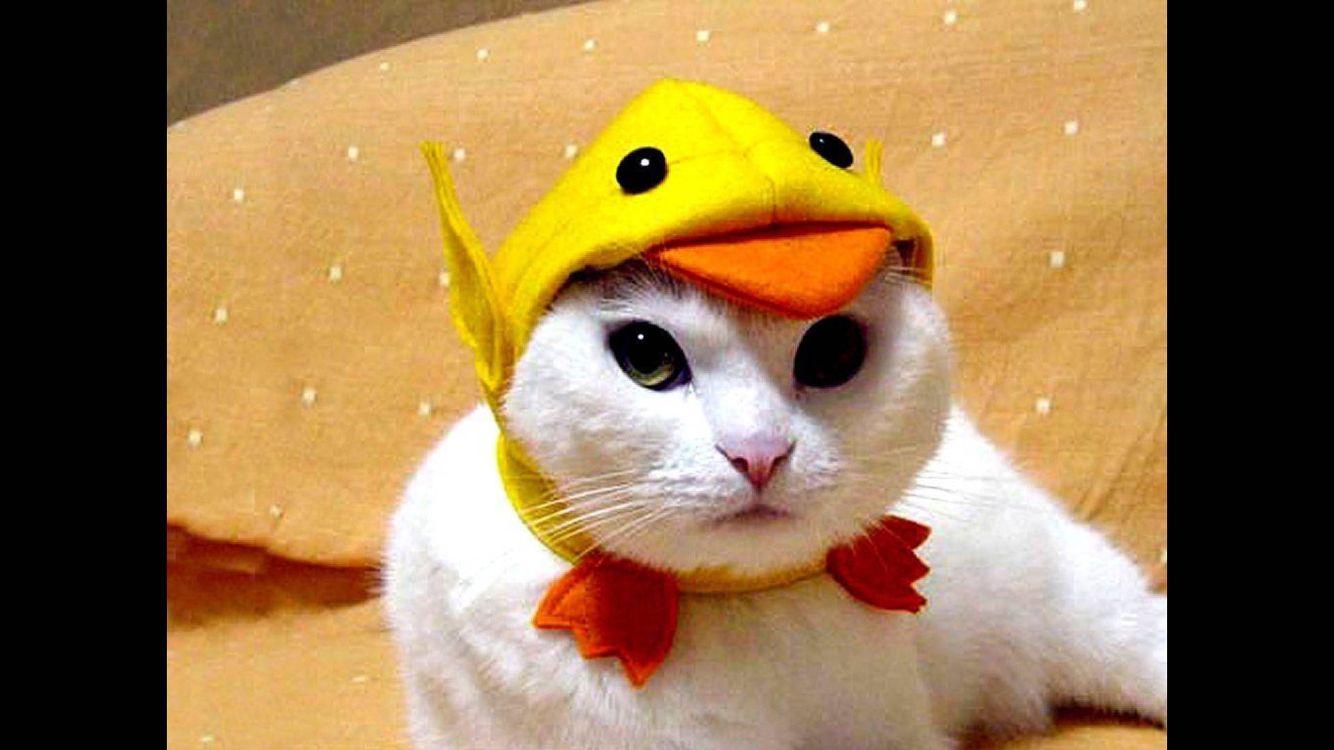 Funny Cat Wallpapers