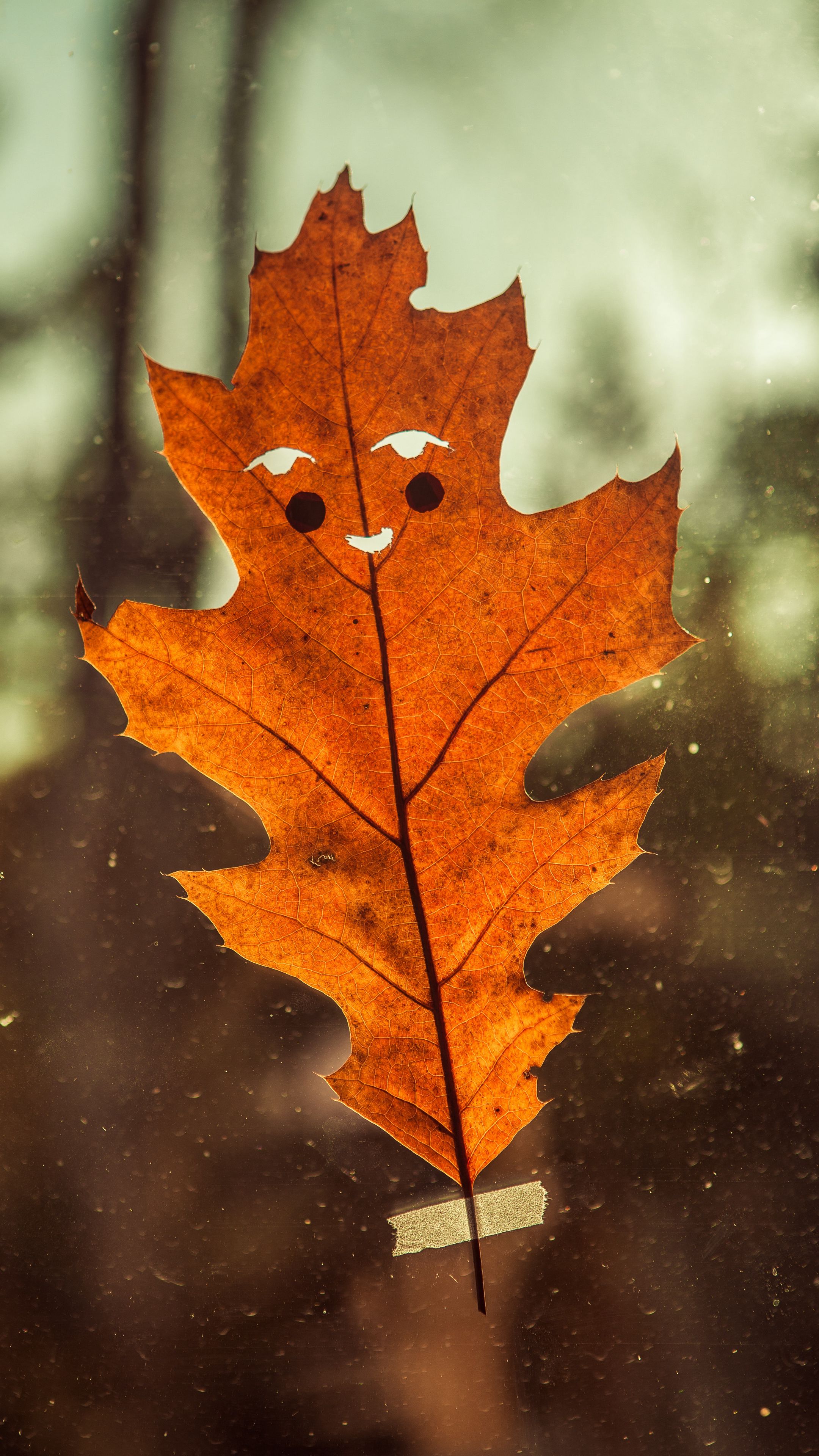 Funny Fall Wallpapers