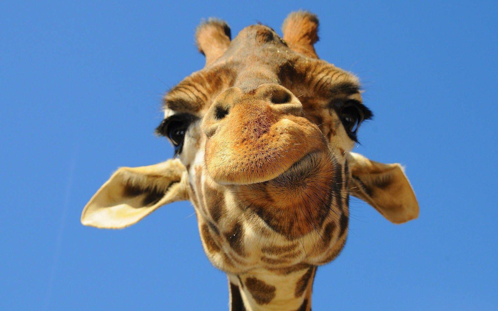 Funny Giraffe Wallpapers