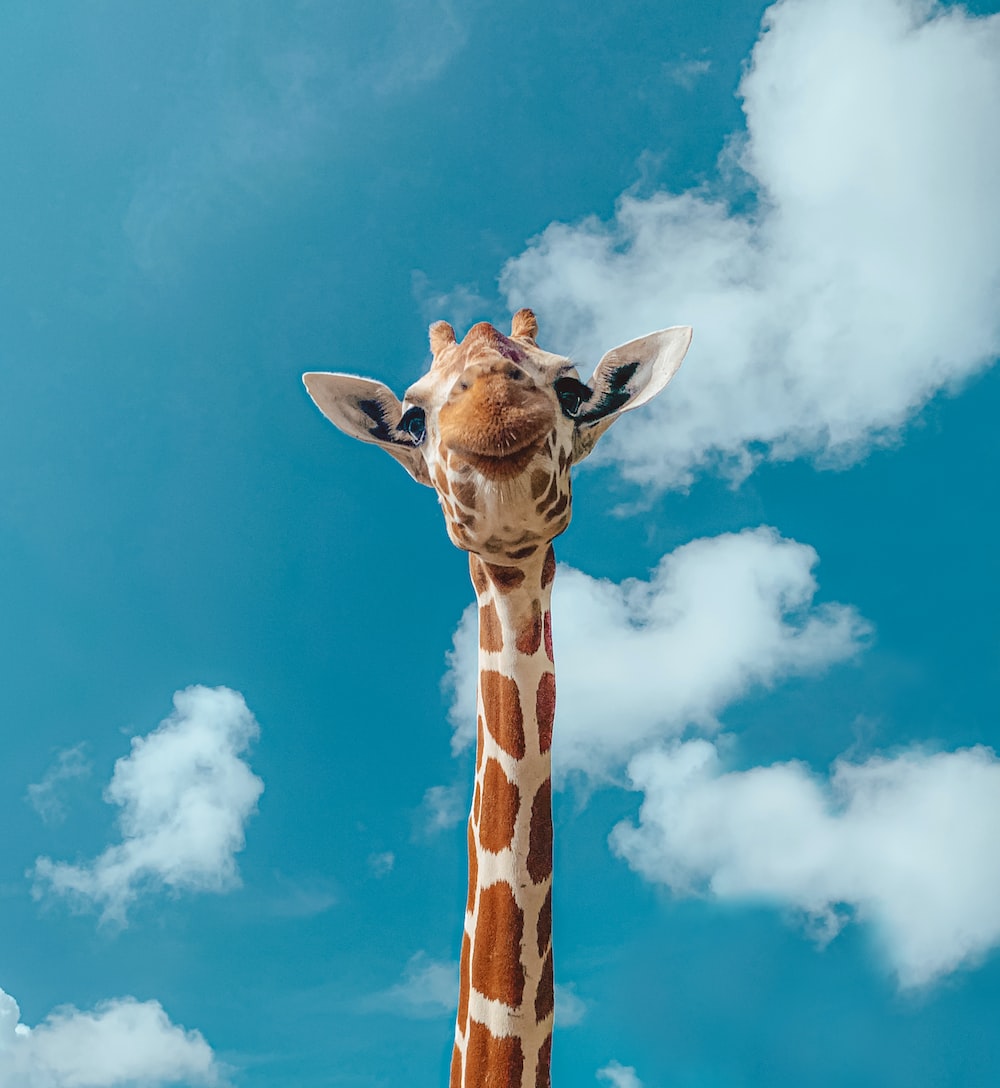 Funny Giraffe Wallpapers