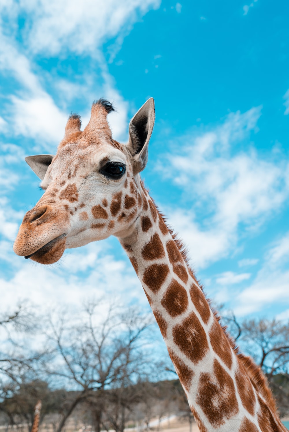 Funny Giraffe Wallpapers