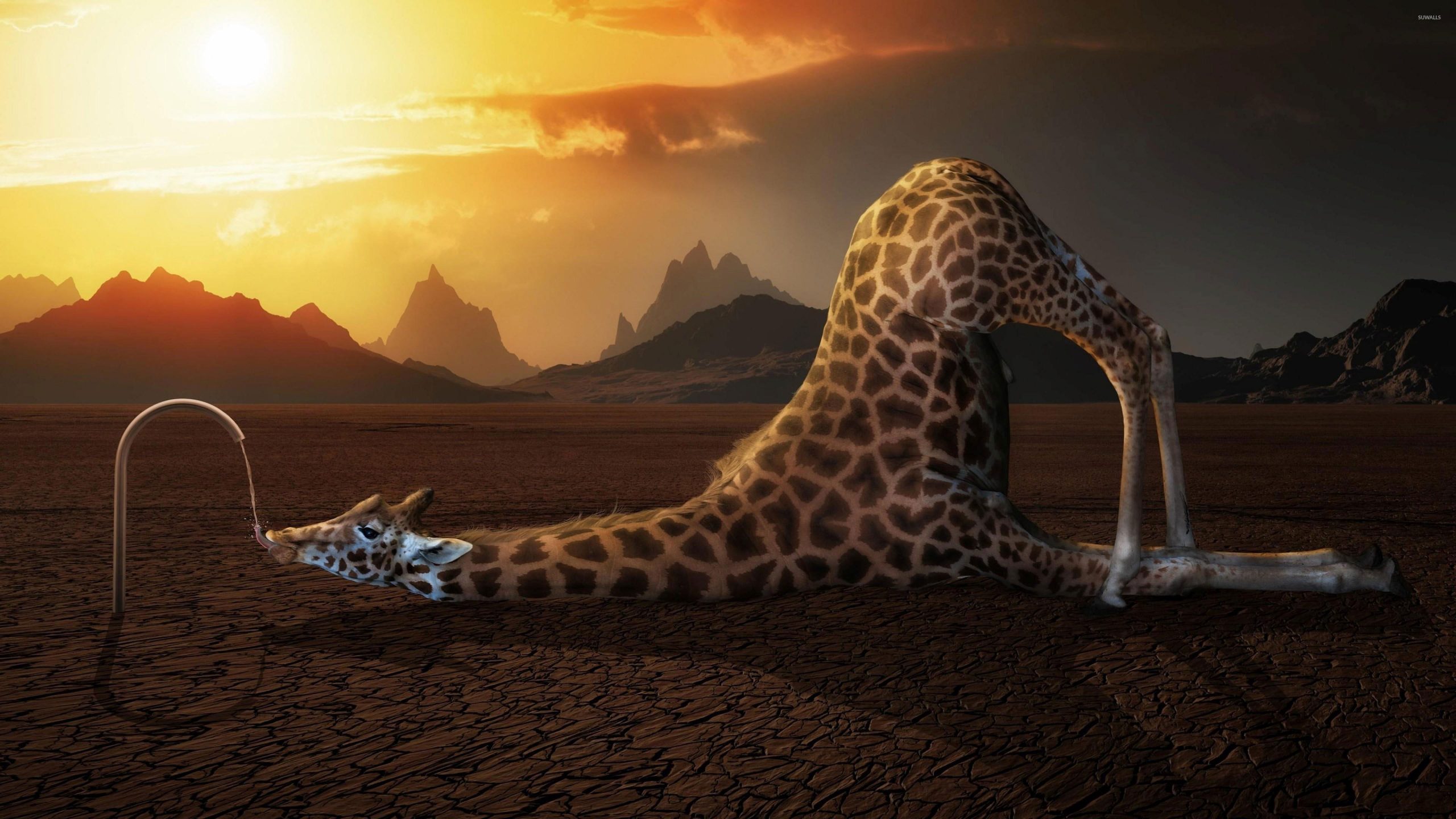 Funny Giraffe Wallpapers