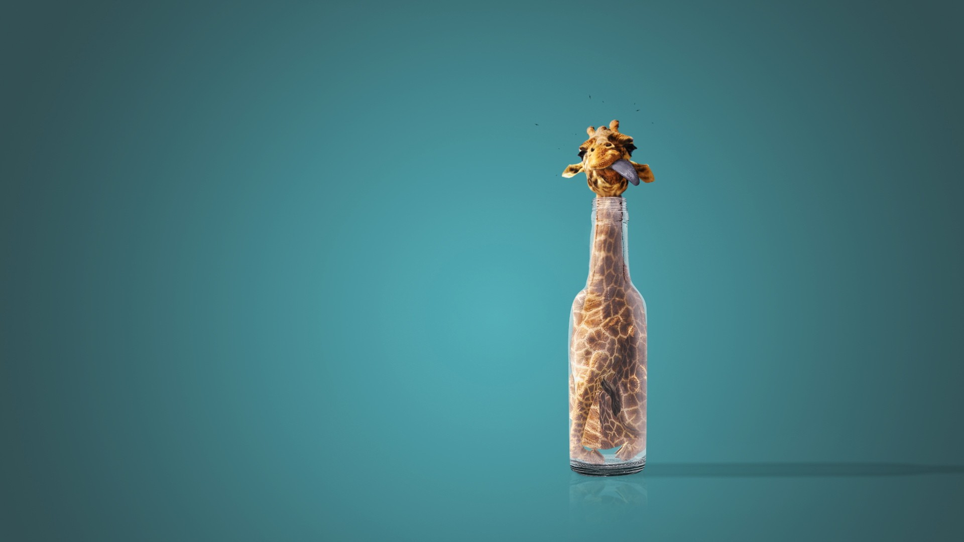 Funny Giraffe Wallpapers