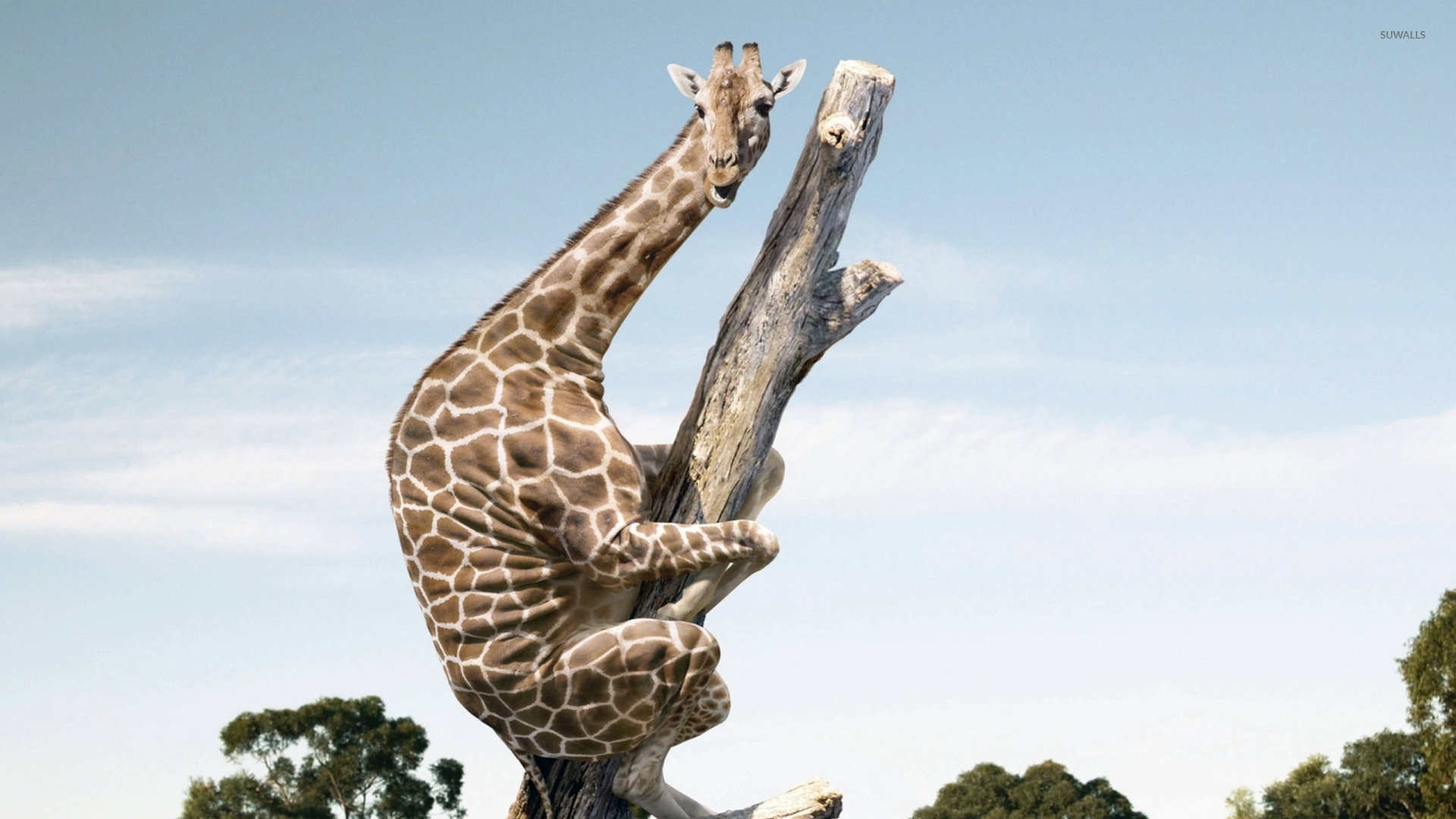 Funny Giraffe Wallpapers