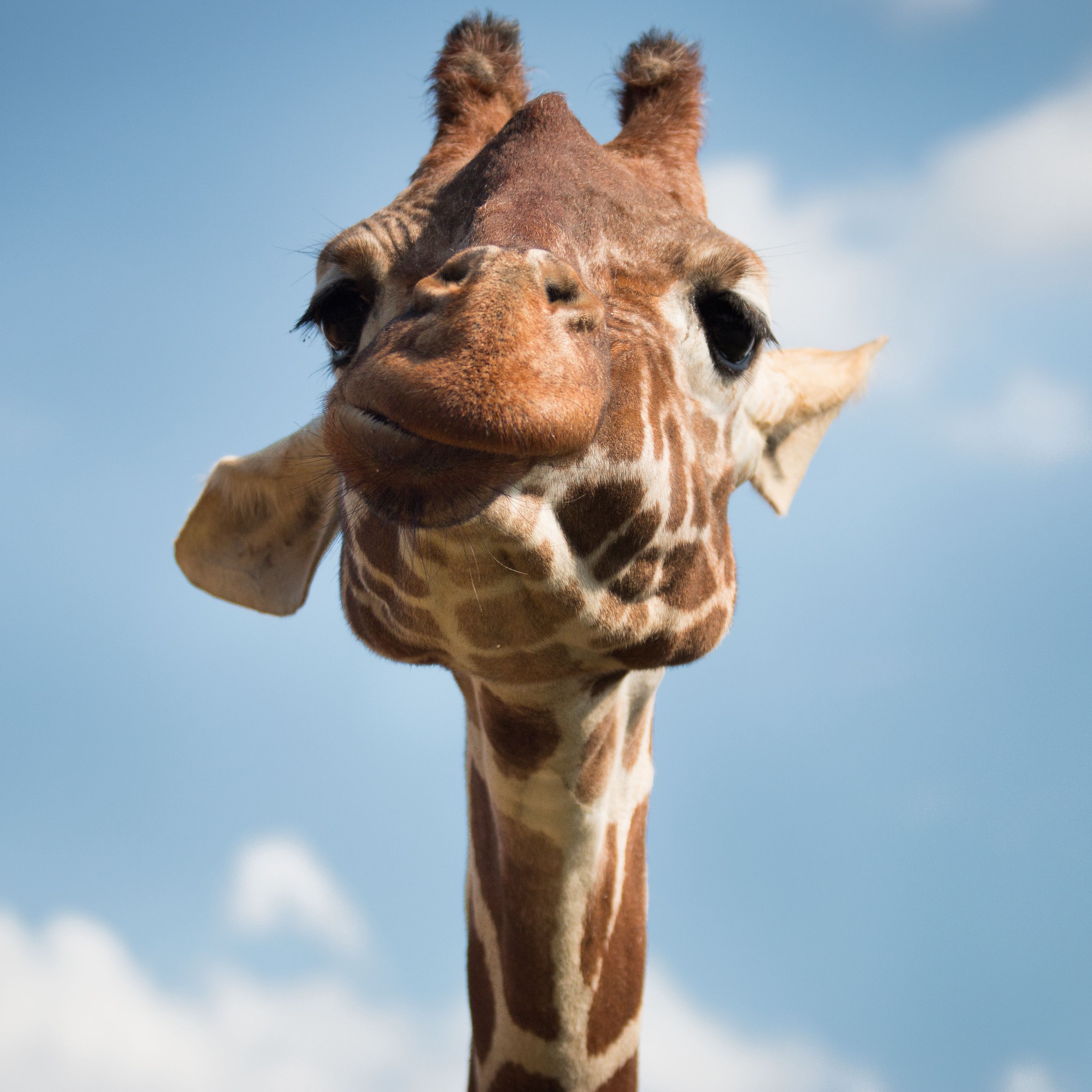 Funny Giraffe Wallpapers