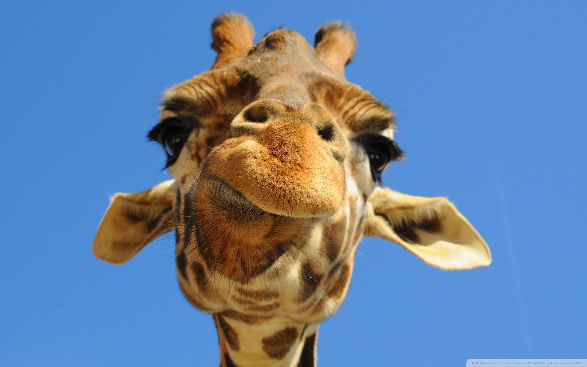 Funny Giraffe Wallpapers