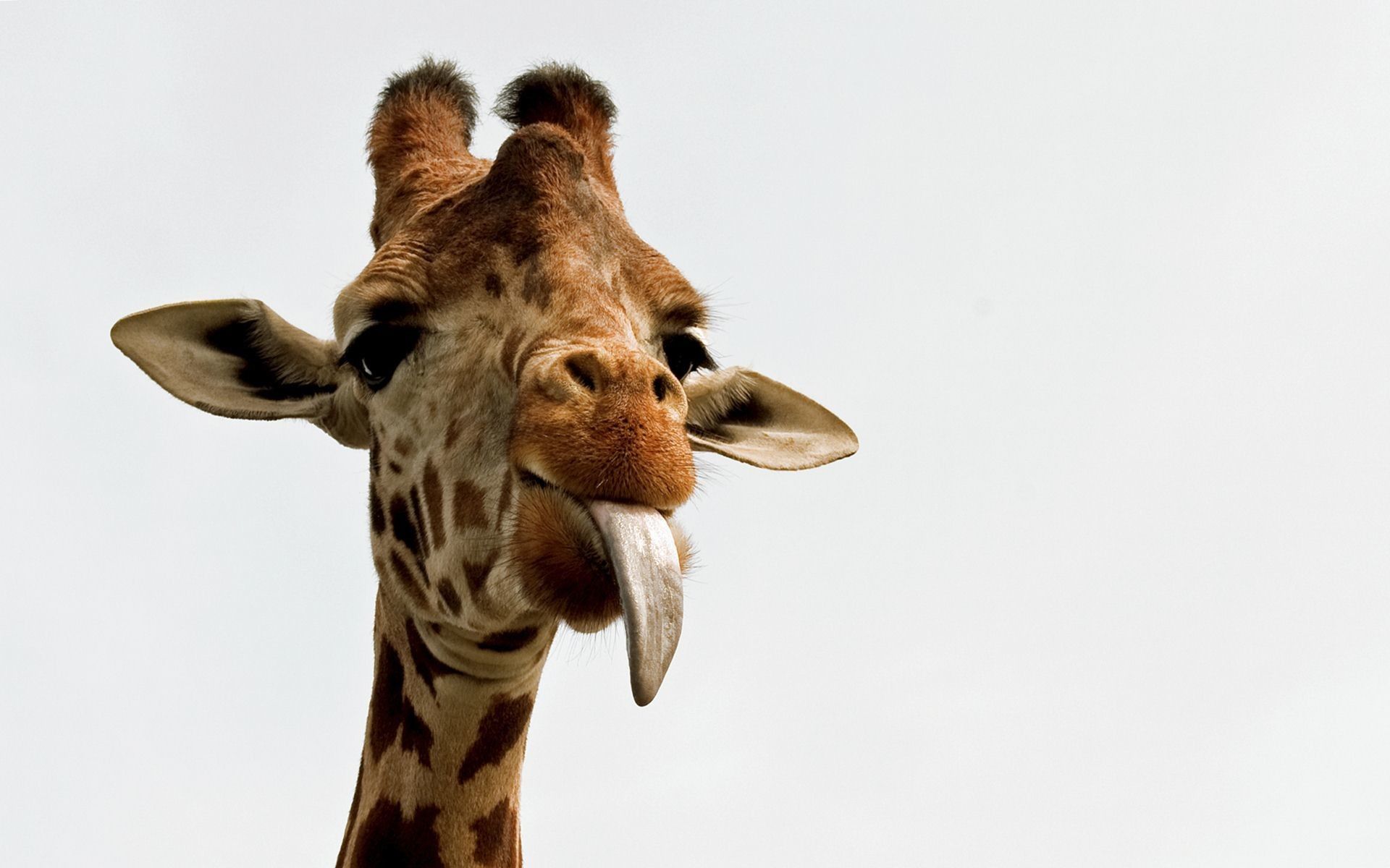 Funny Giraffe Wallpapers