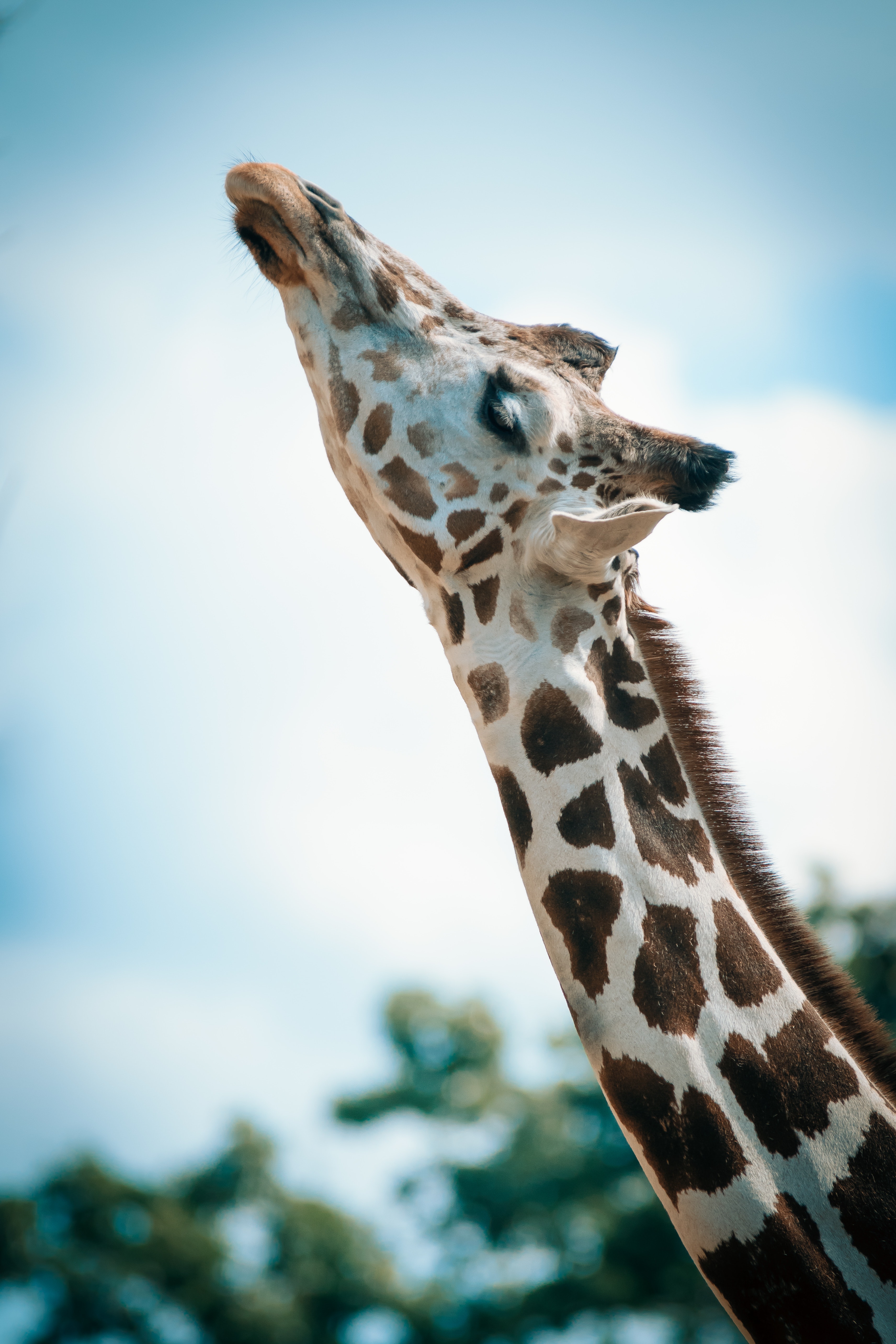 Funny Giraffe Wallpapers