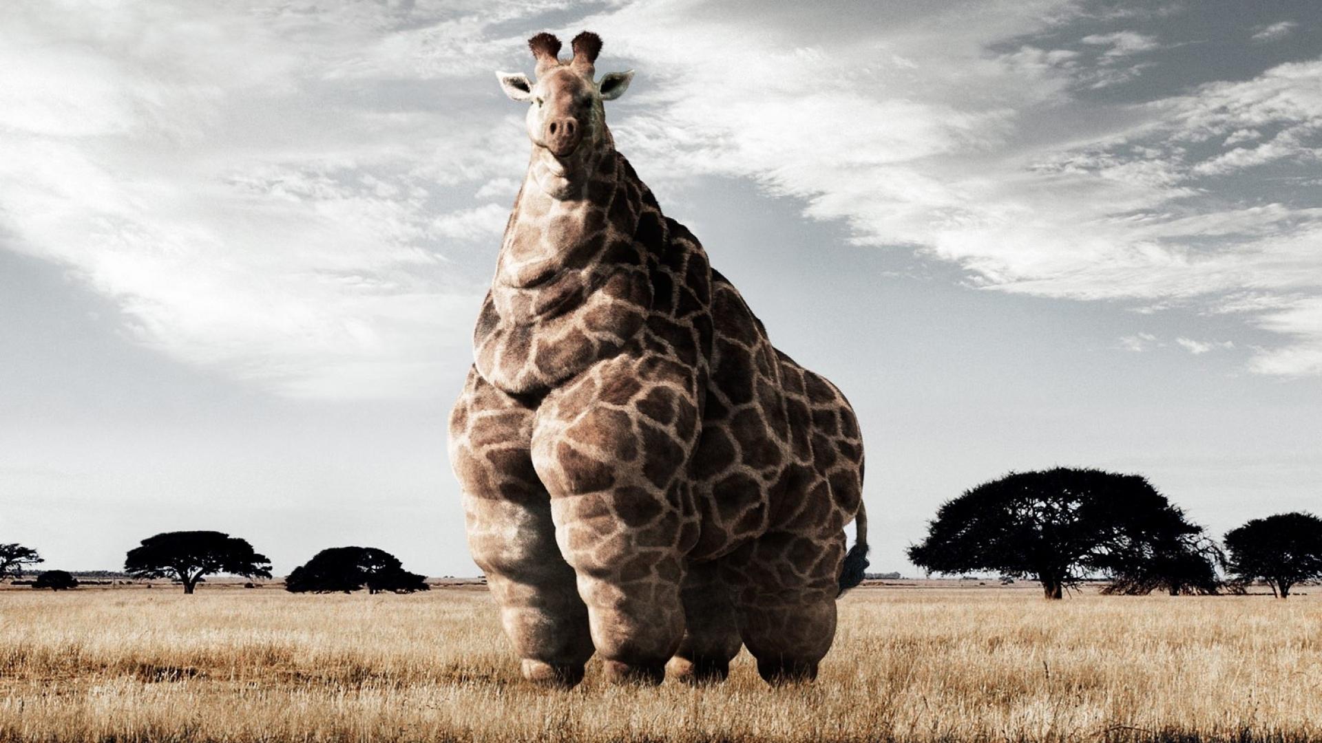 Funny Giraffe Wallpapers