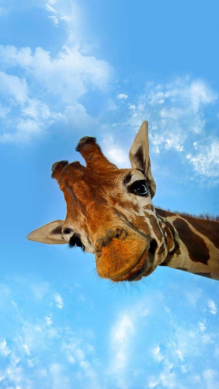 Funny Giraffe Wallpapers