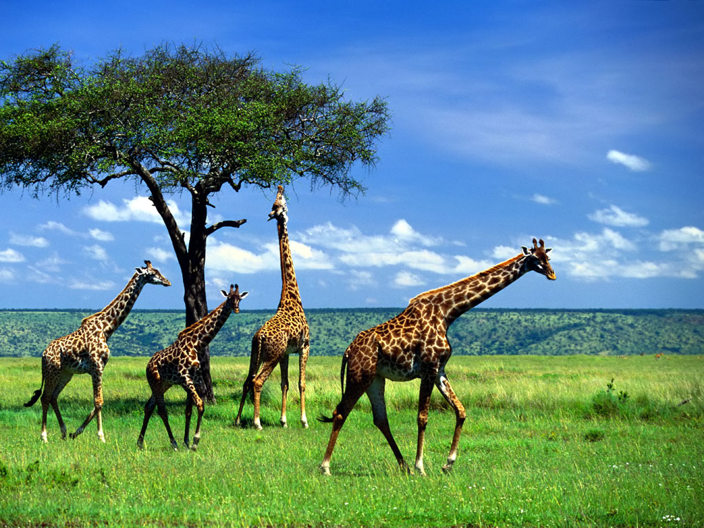 Funny Giraffe Wallpapers