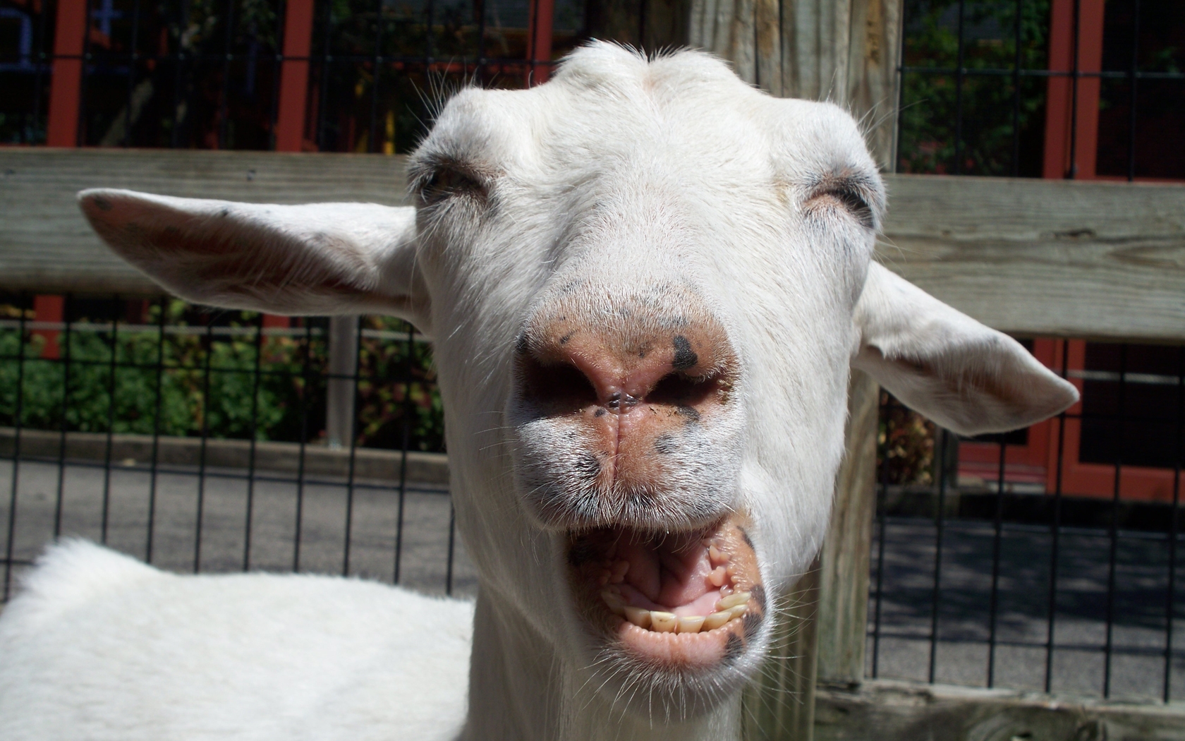 Funny Goat Wallpapers