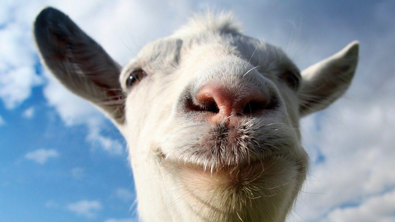 Funny Goat Wallpapers