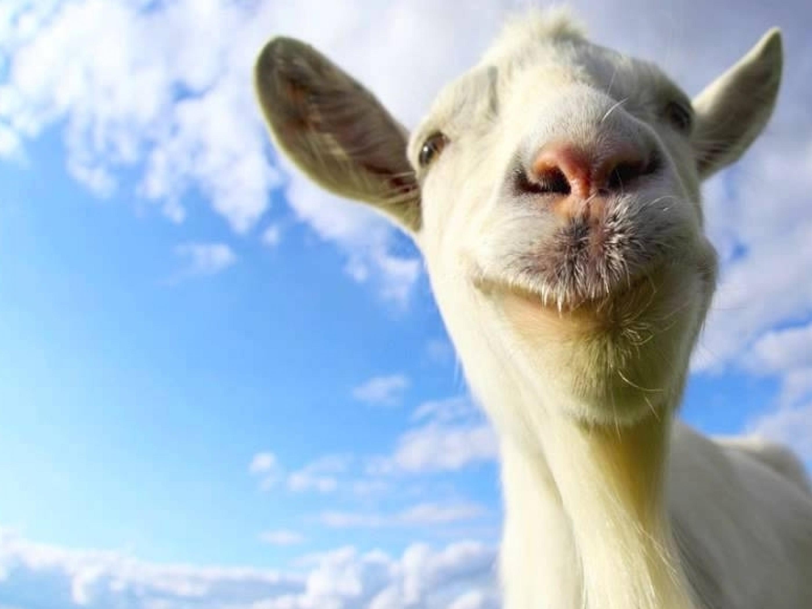 Funny Goat Wallpapers