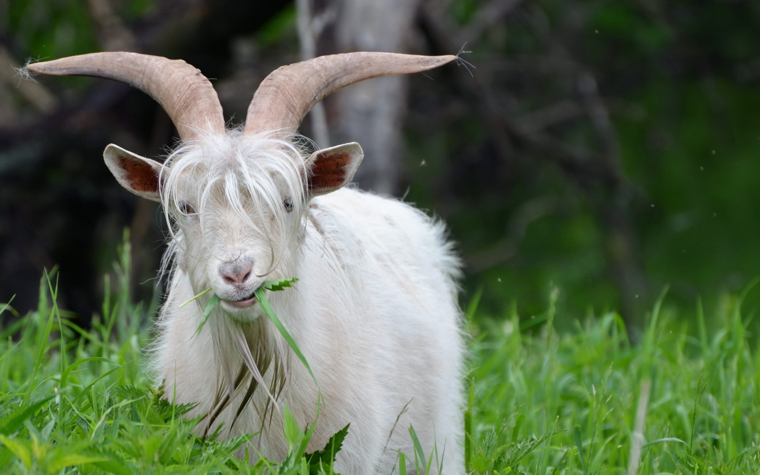 Funny Goat Wallpapers