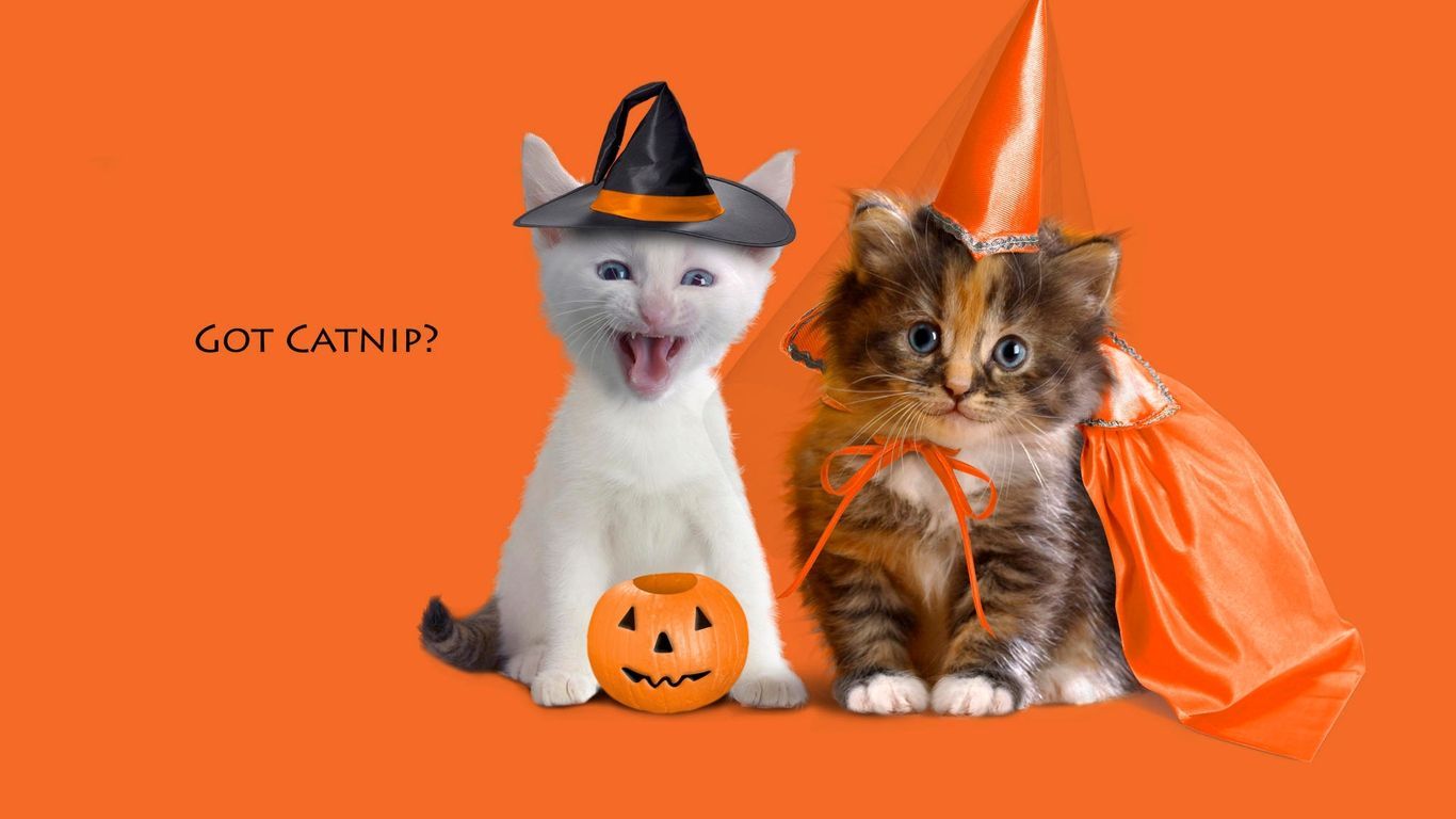 Funny Halloween Animals Wallpapers