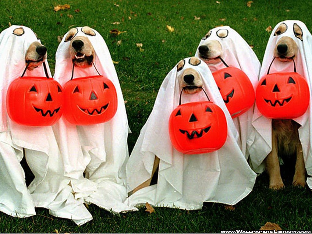 Funny Halloween Animals Wallpapers