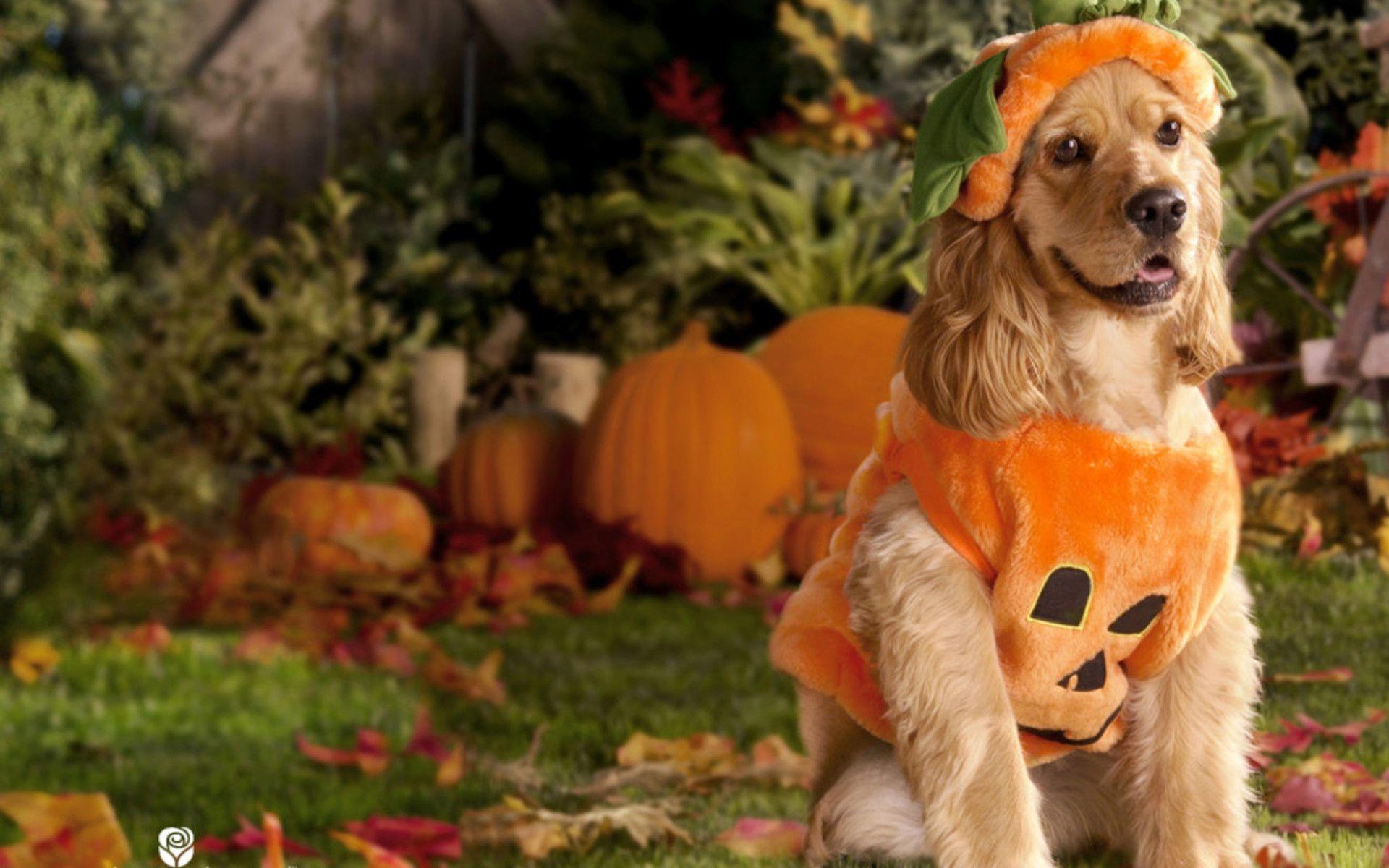 Funny Halloween Animals Wallpapers