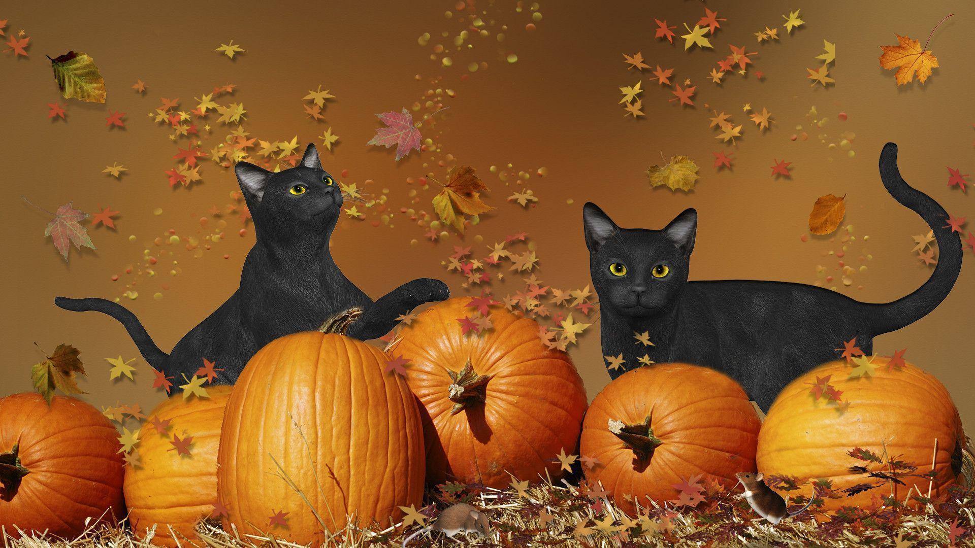 Funny Halloween Animals Wallpapers