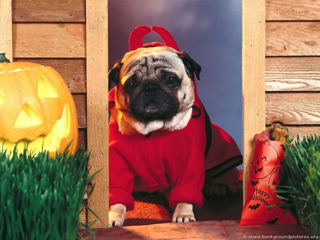 Funny Halloween Animals Wallpapers