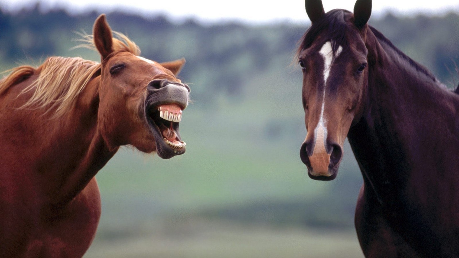 Funny Horse Wallpapers