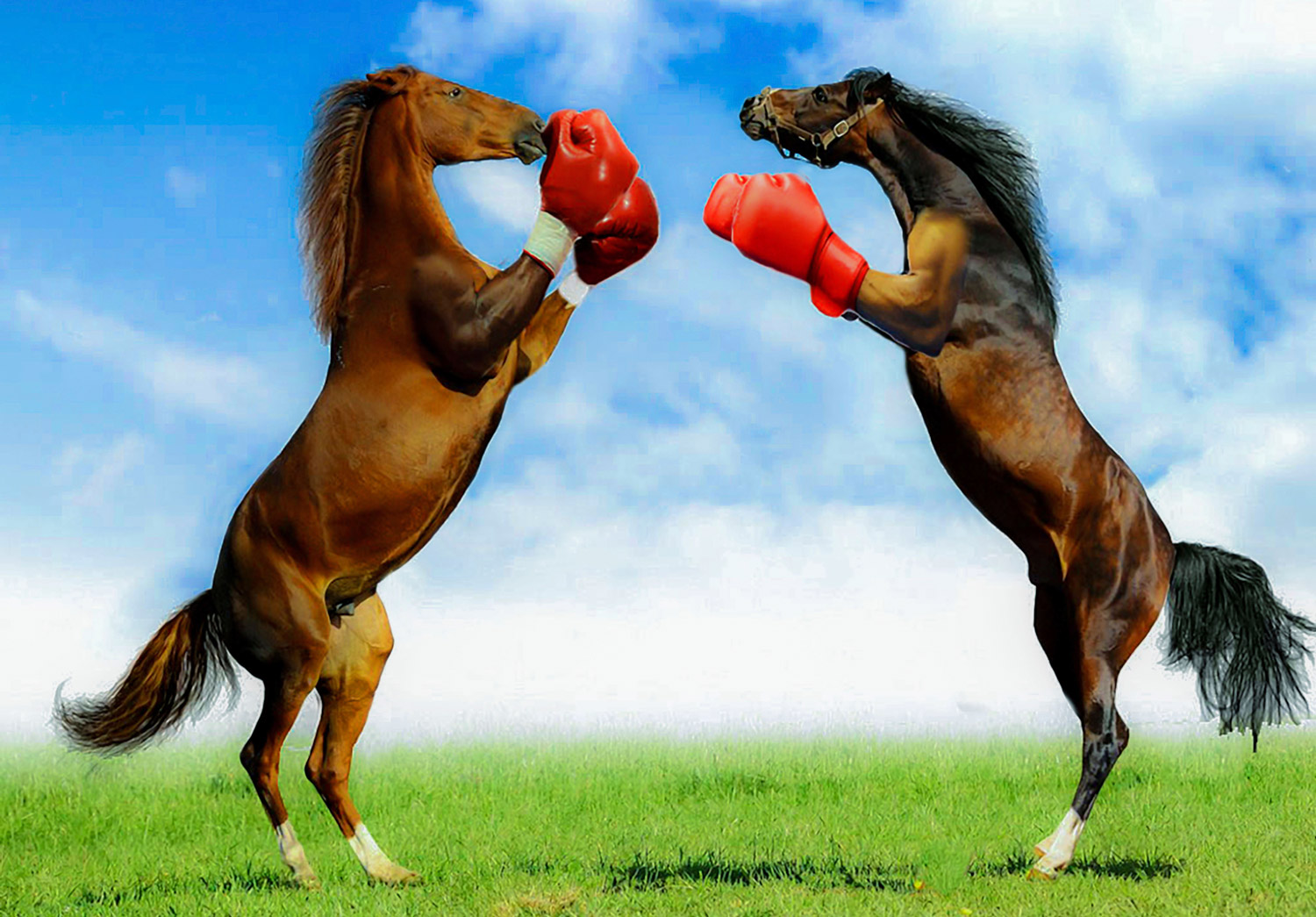 Funny Horse Wallpapers