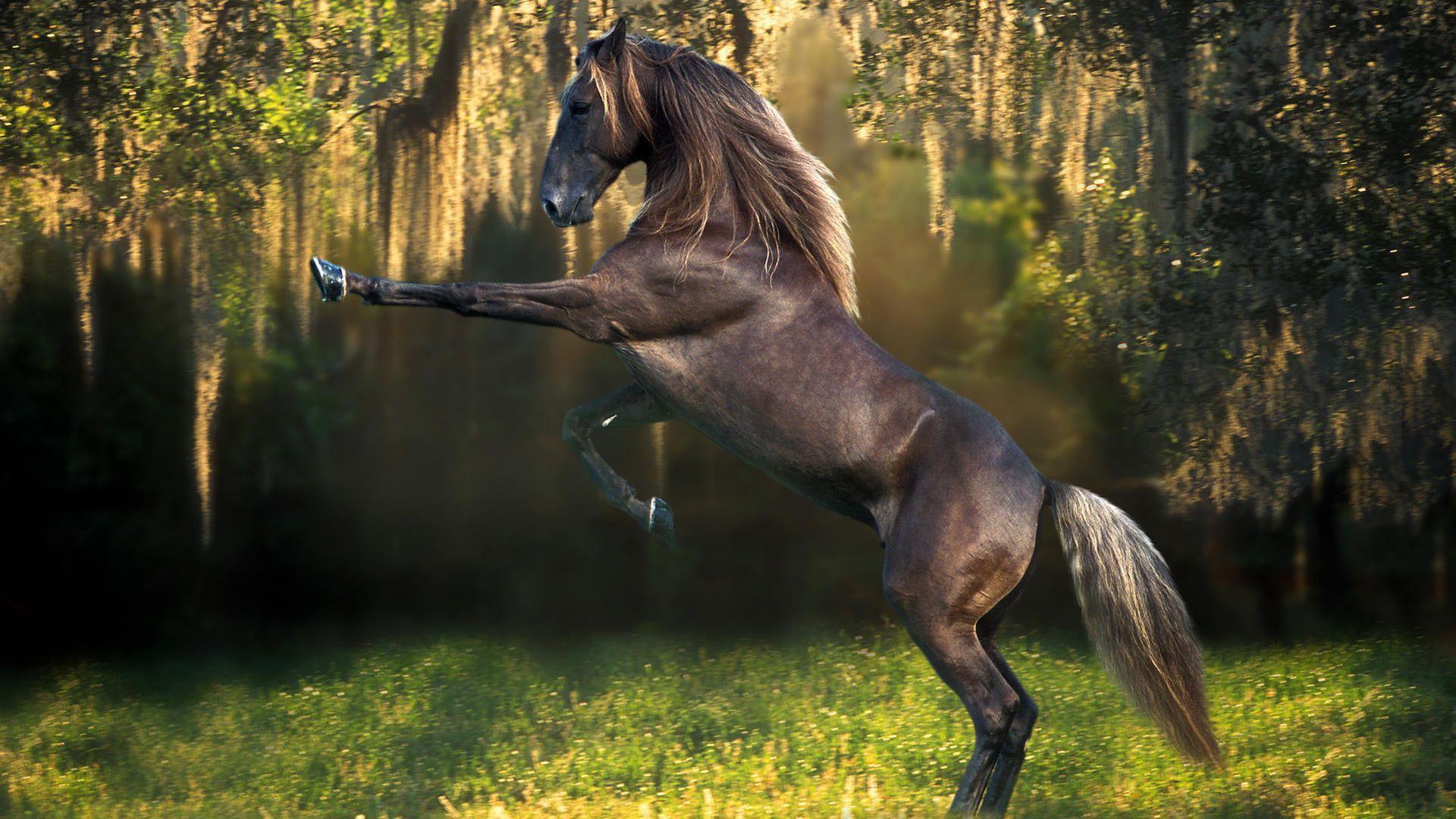 Funny Horse Wallpapers