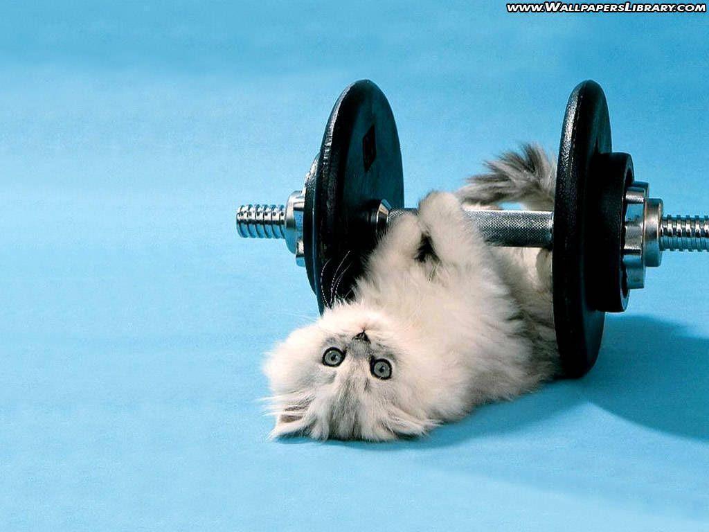 Funny Kitten Wallpapers