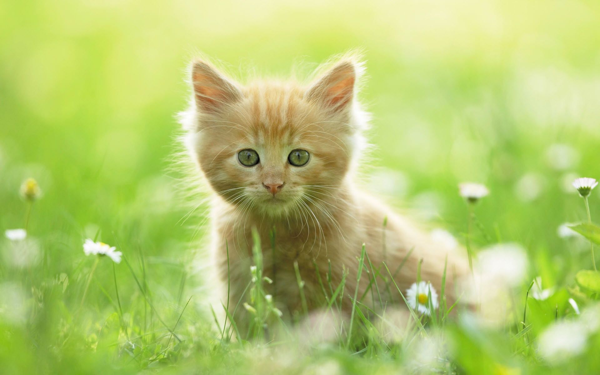 Funny Kitten Wallpapers