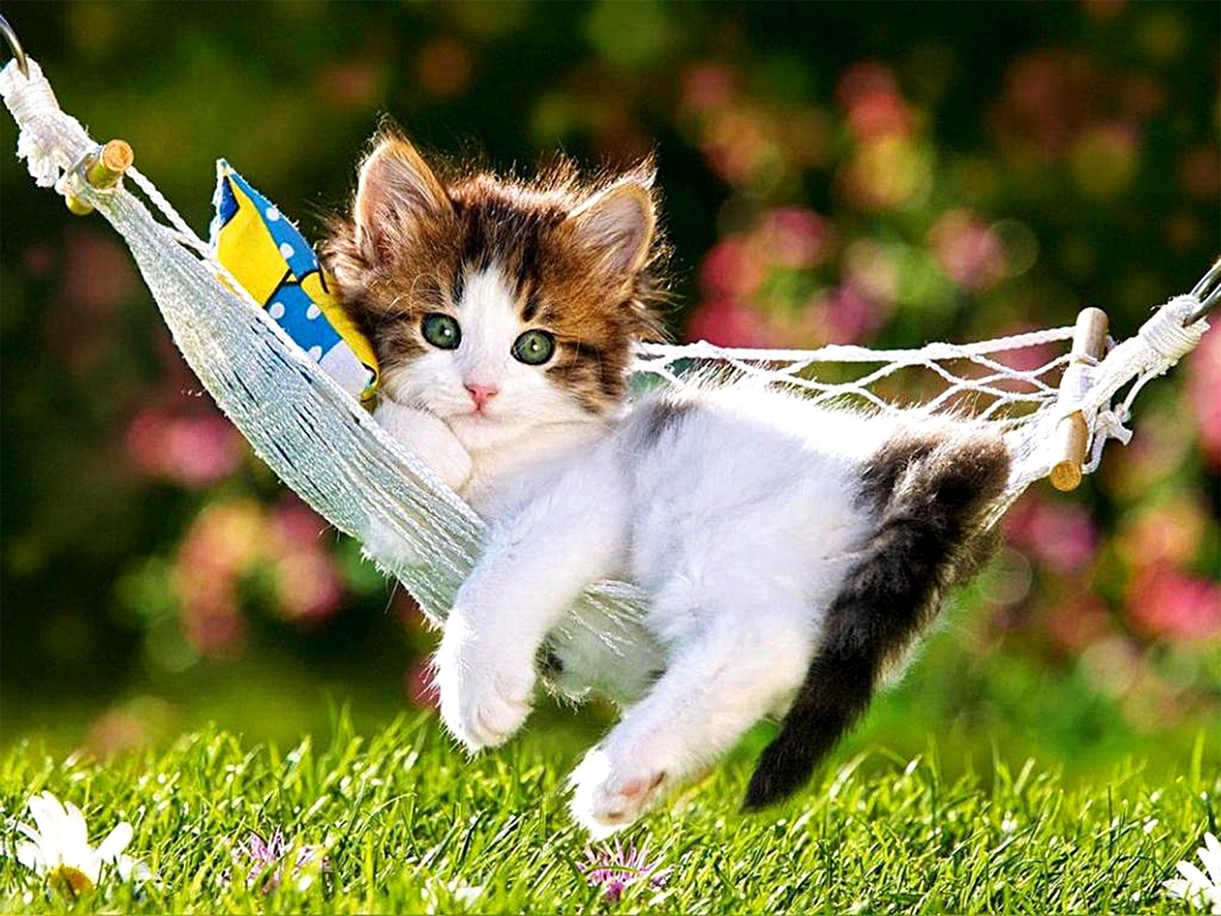 Funny Kitten Wallpapers