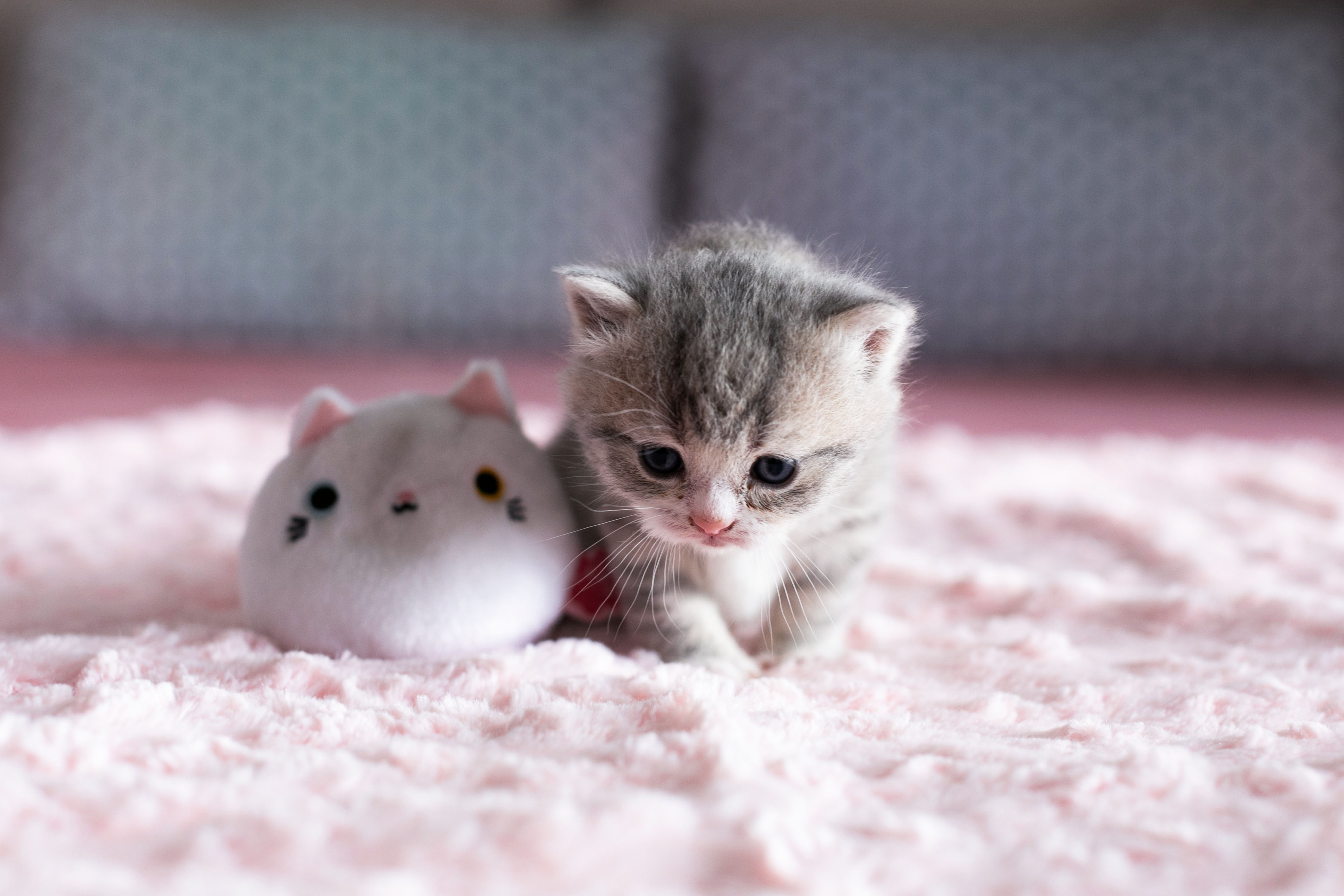 Funny Kitten Wallpapers