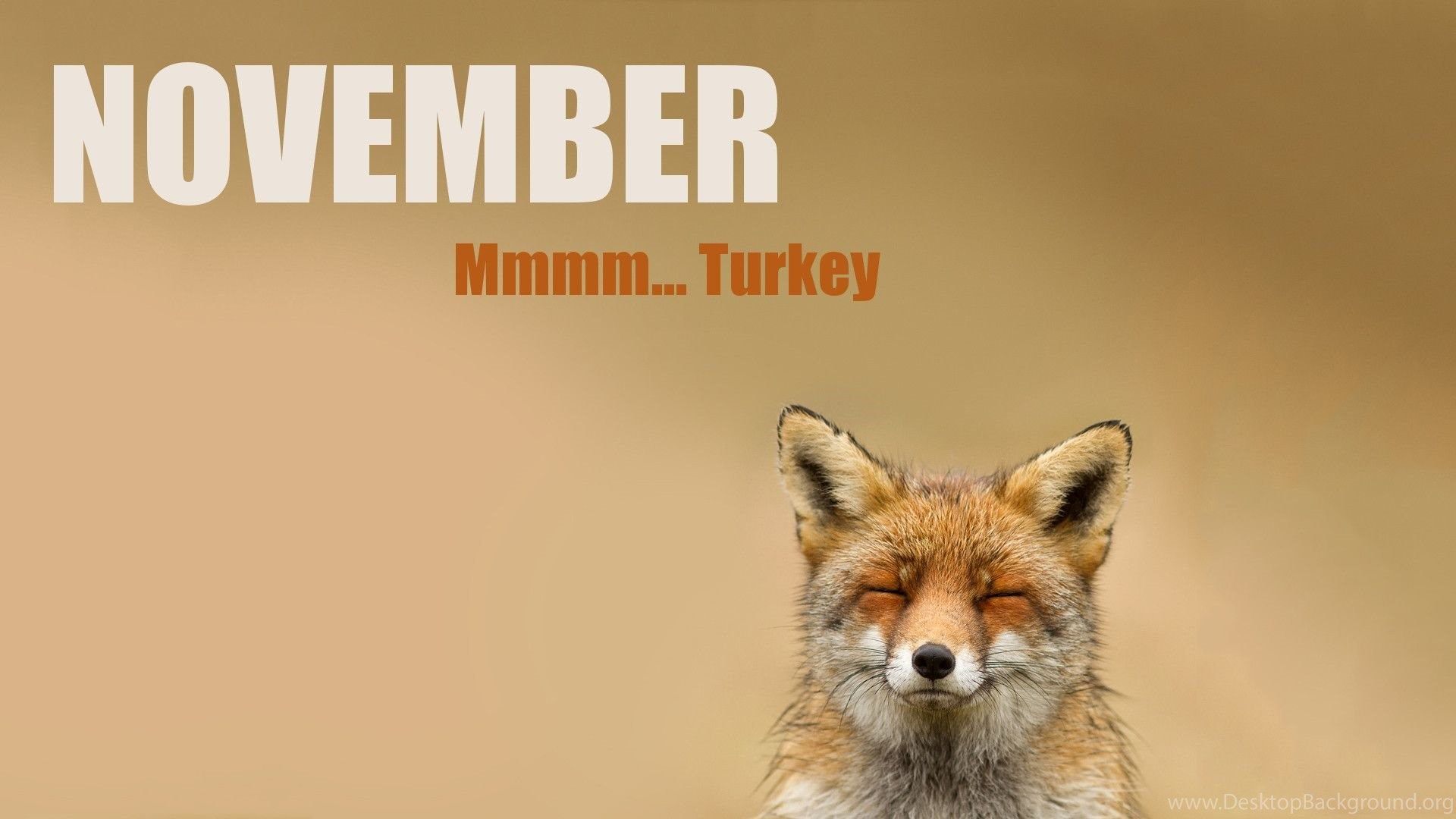 Funny November Pictures Wallpapers