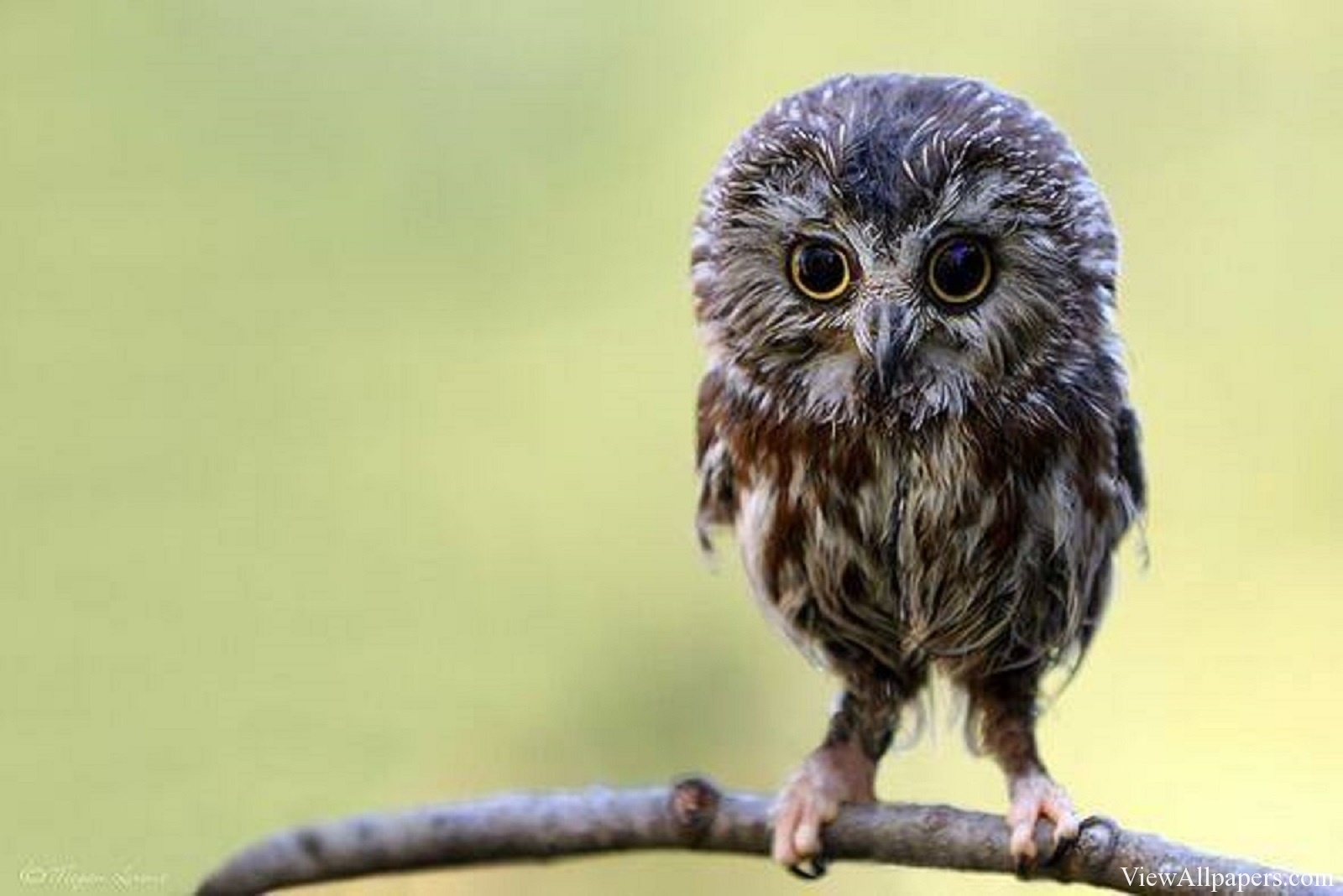 Funny Owl Pictures Wallpapers