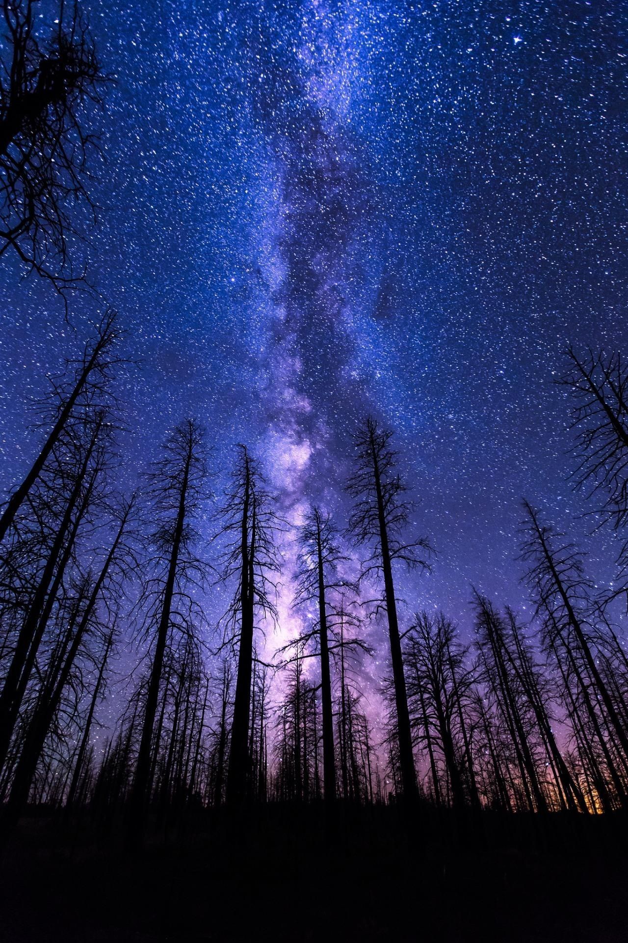 Galaxy Forest Wallpapers