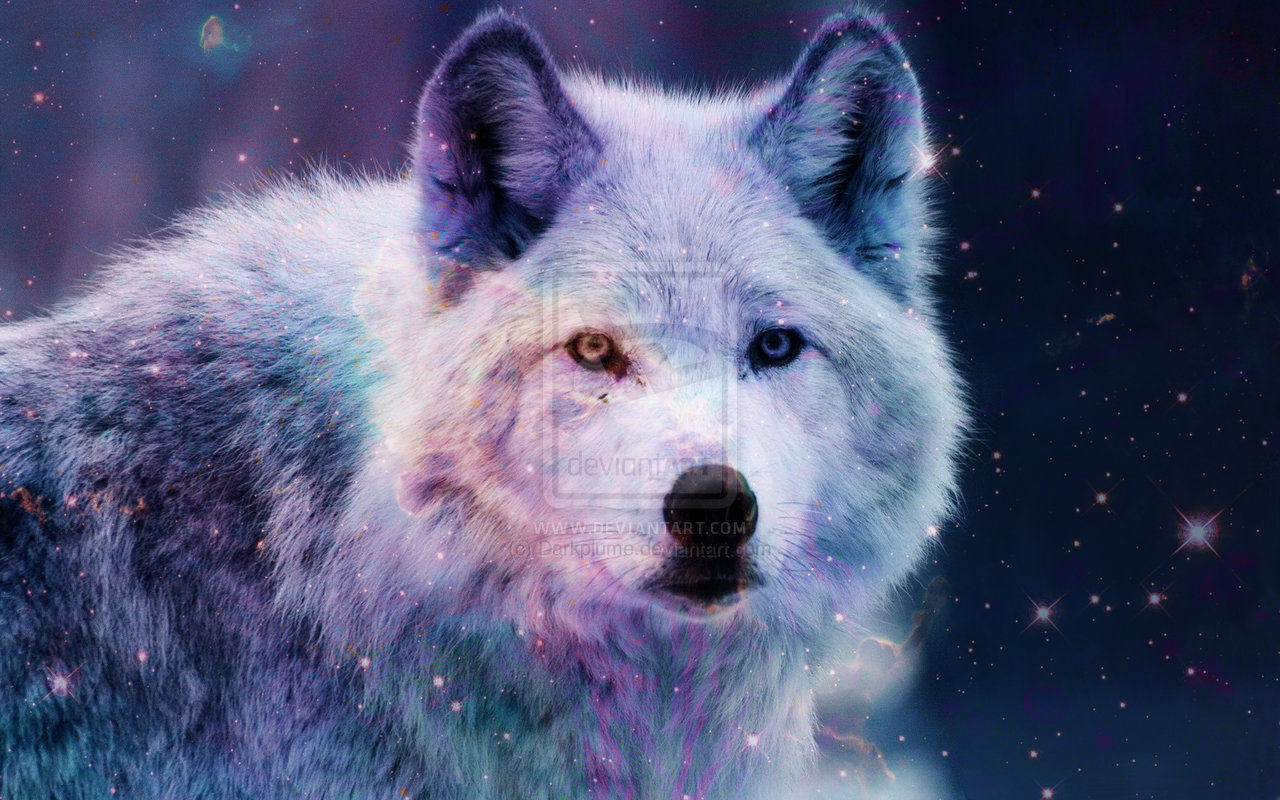 Galaxy Wolf Wallpapers