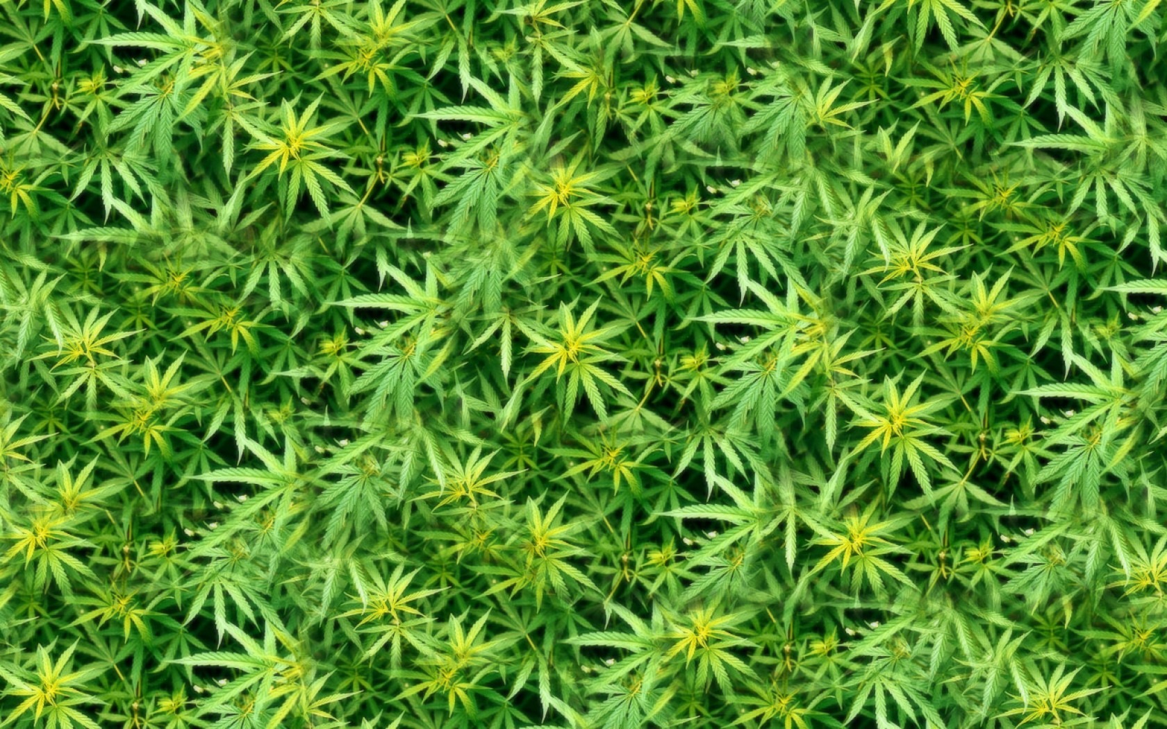 Ganja Wallpapers